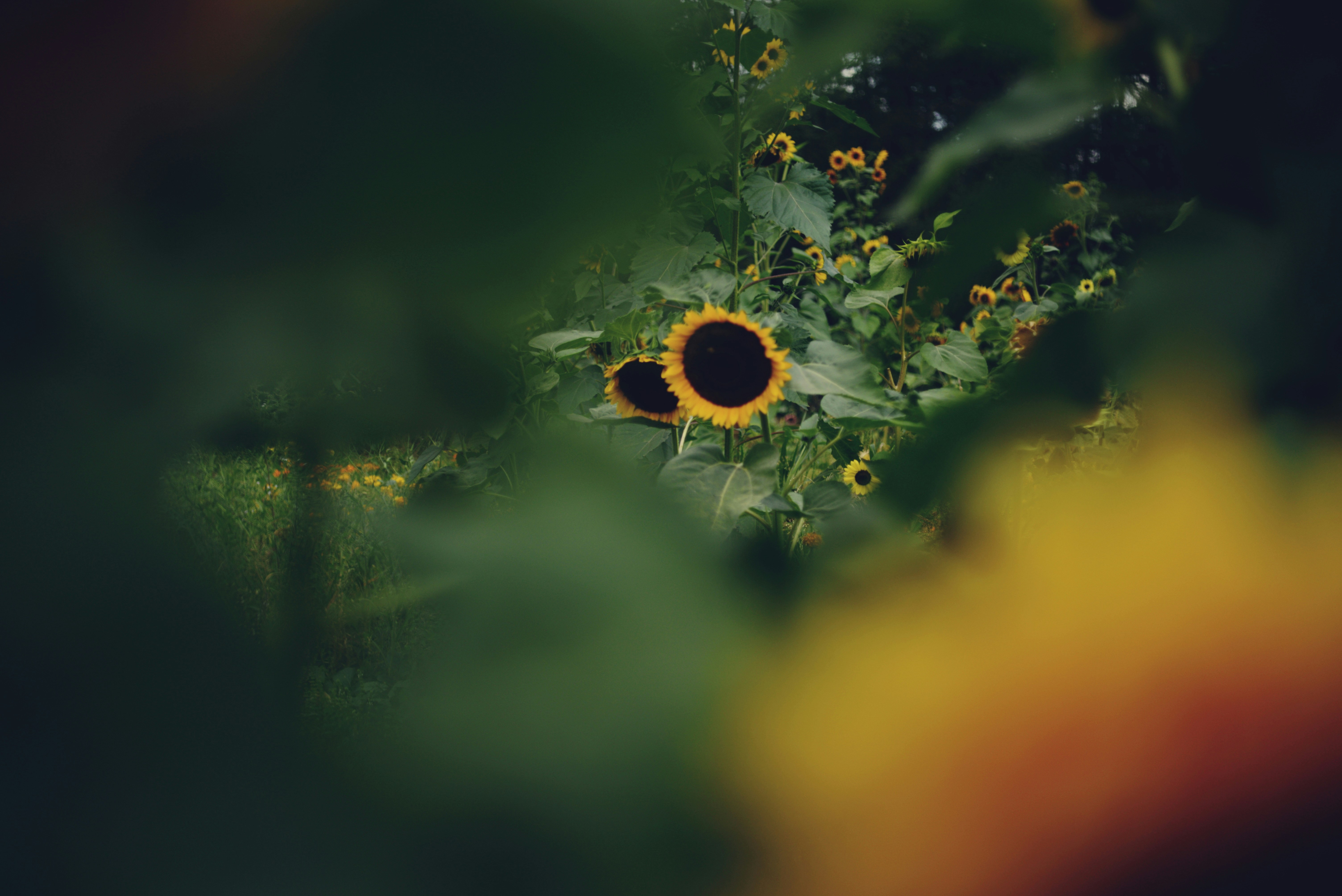 Photo by cherstve_pechivo