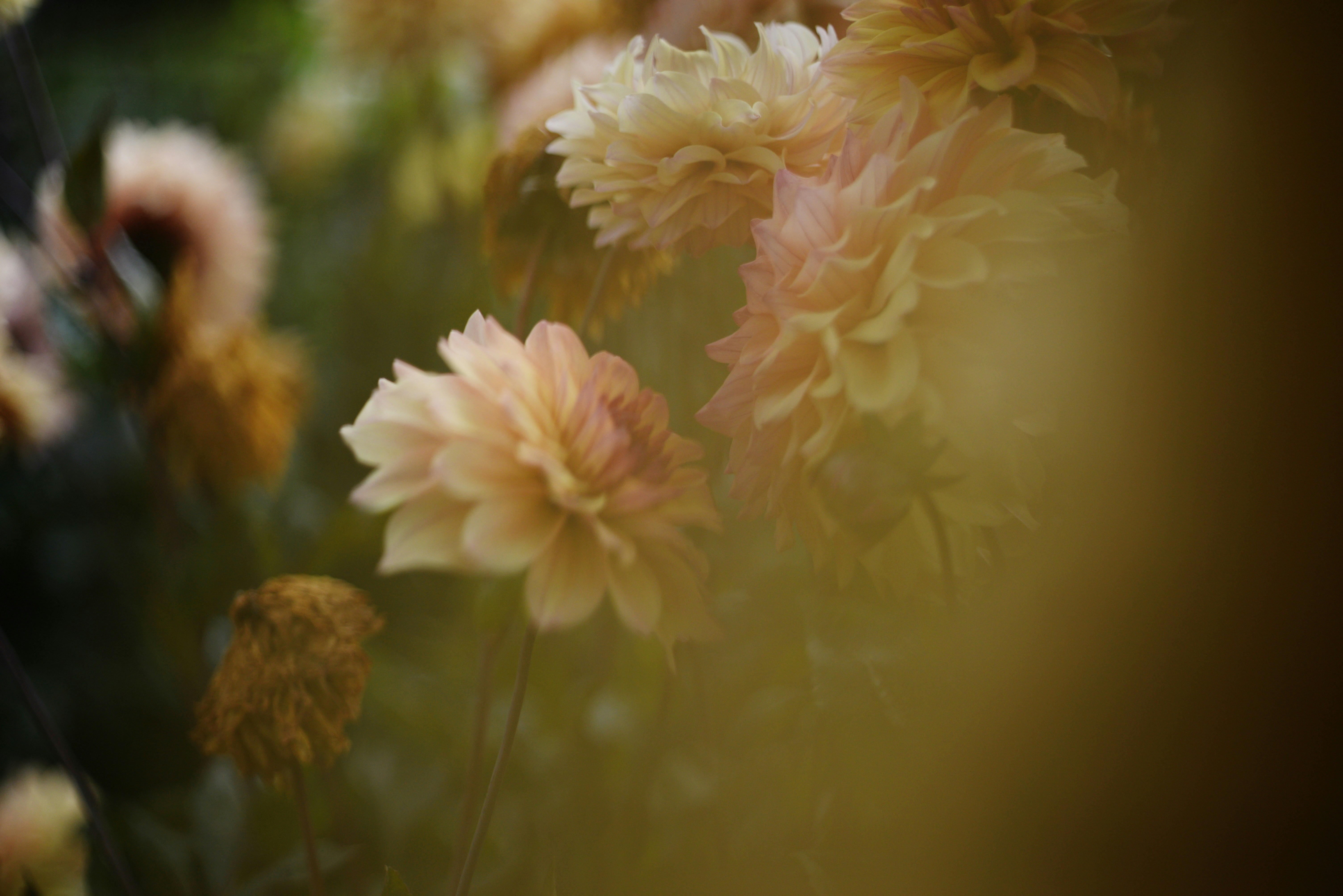 Photo by cherstve_pechivo