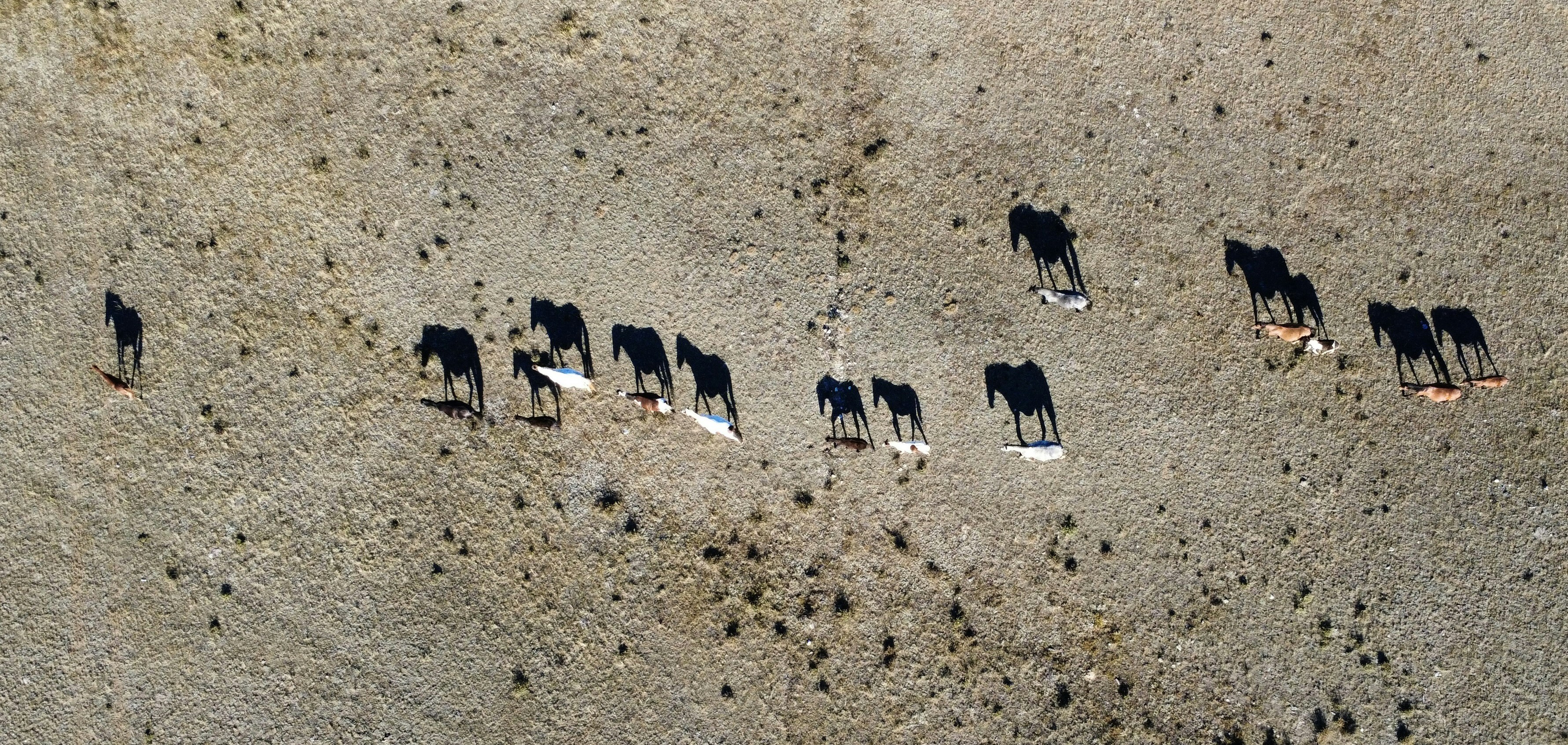 Mandria di cavalli che camminano attraverso una pianura secca e polverosa.