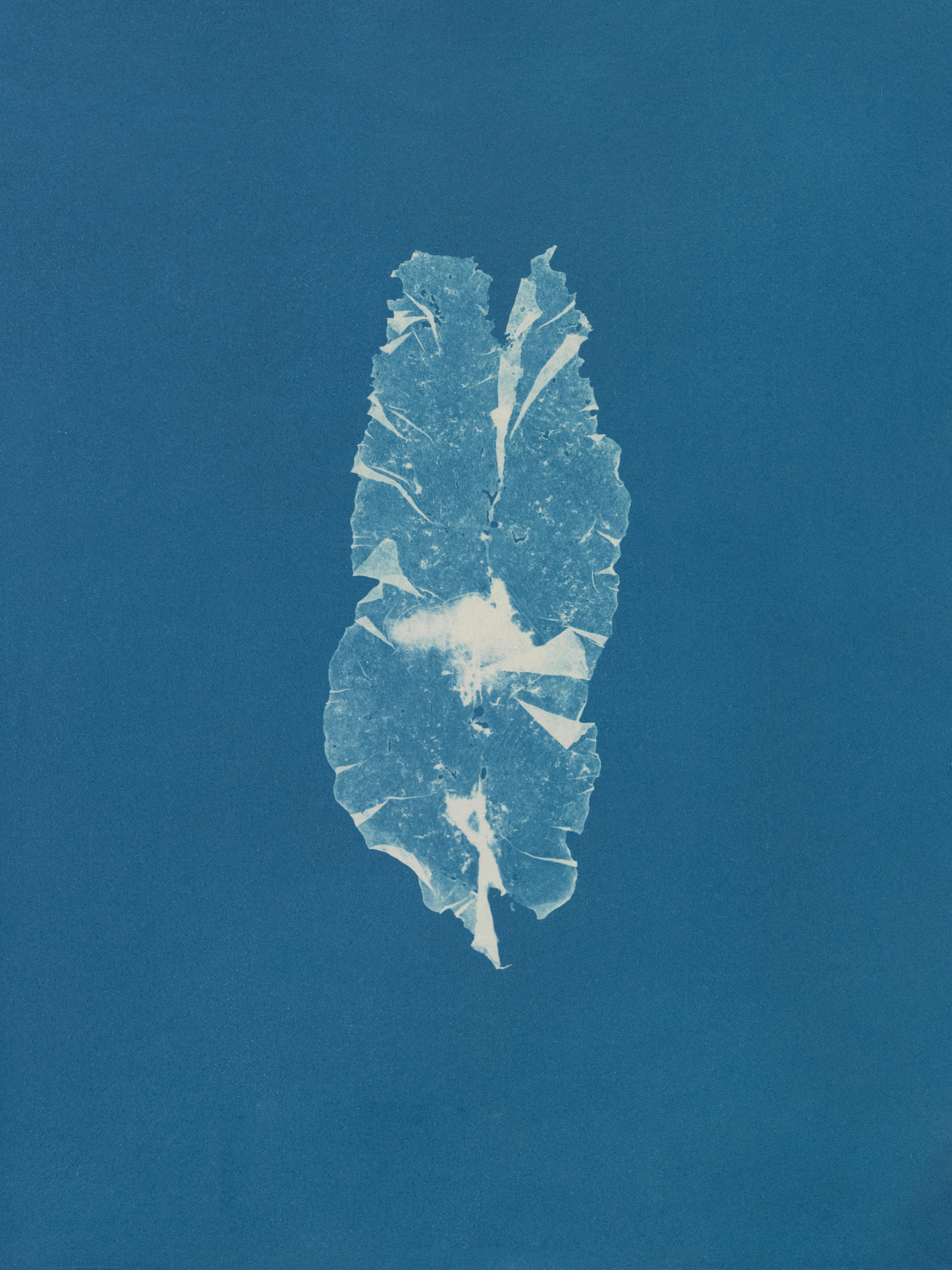 A white leaf-like object on a blue background.
