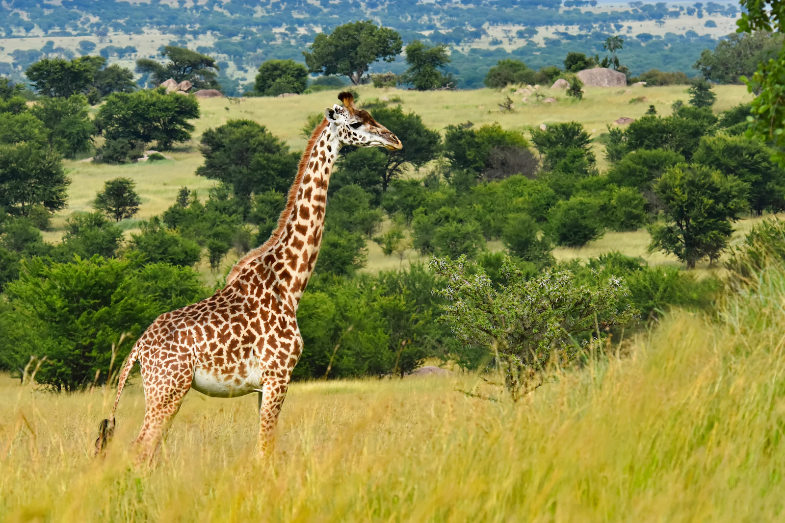 Tanzania — Northern Safari Adventure scenery