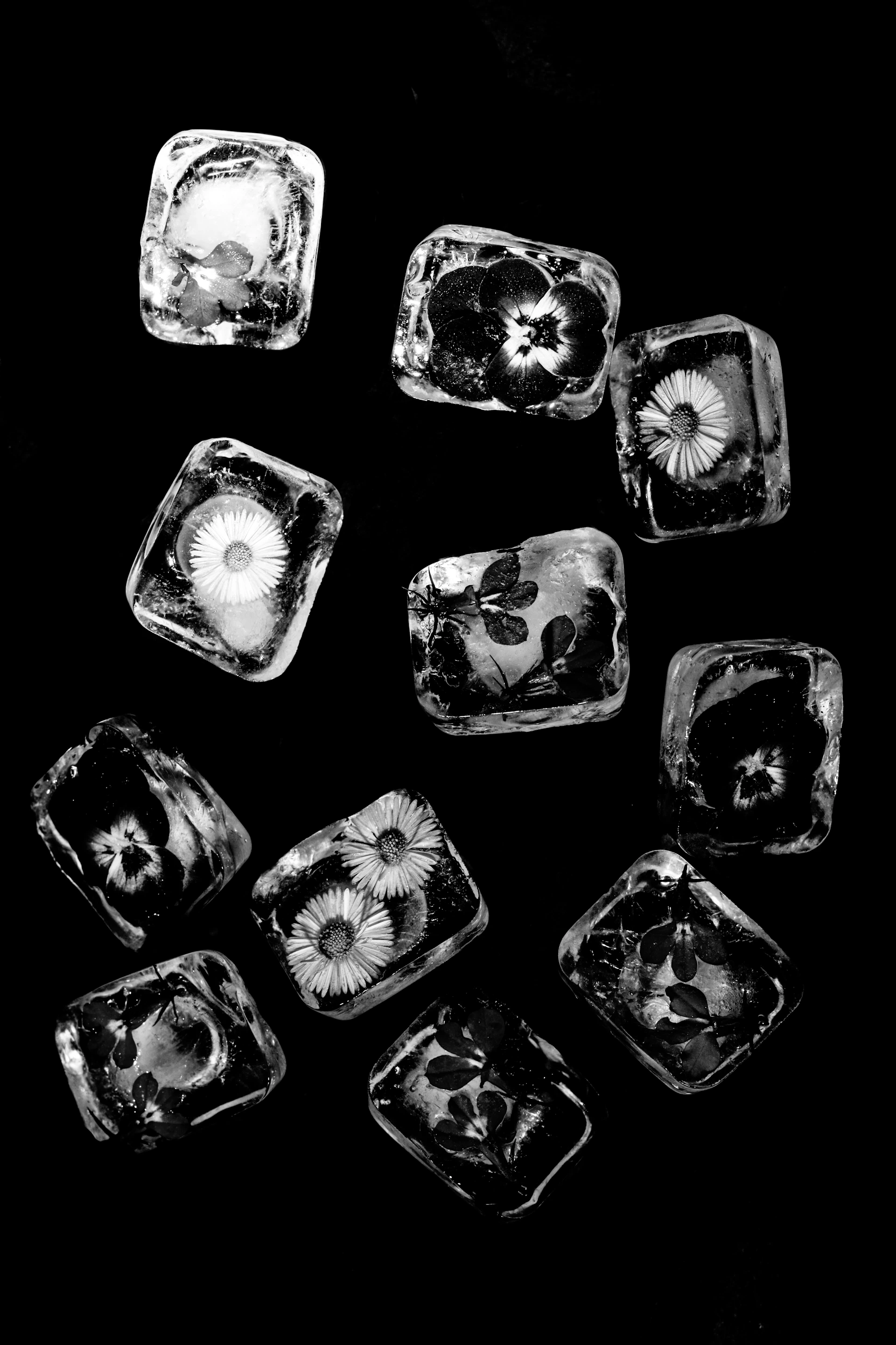 Flowers frozen in ice cubes on black background