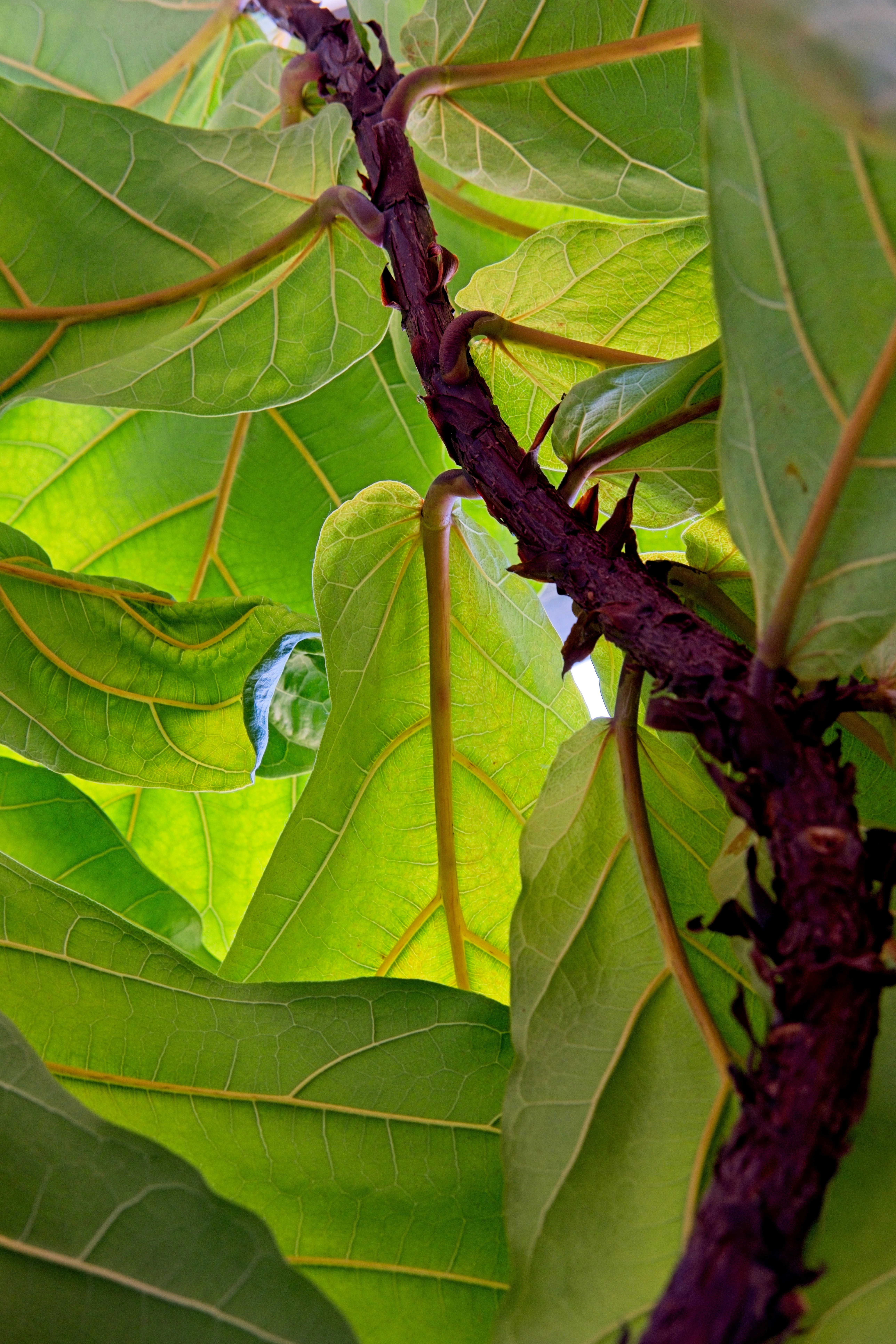 Photograph of Fiddle Leaf Fig (Ficus lyrata)