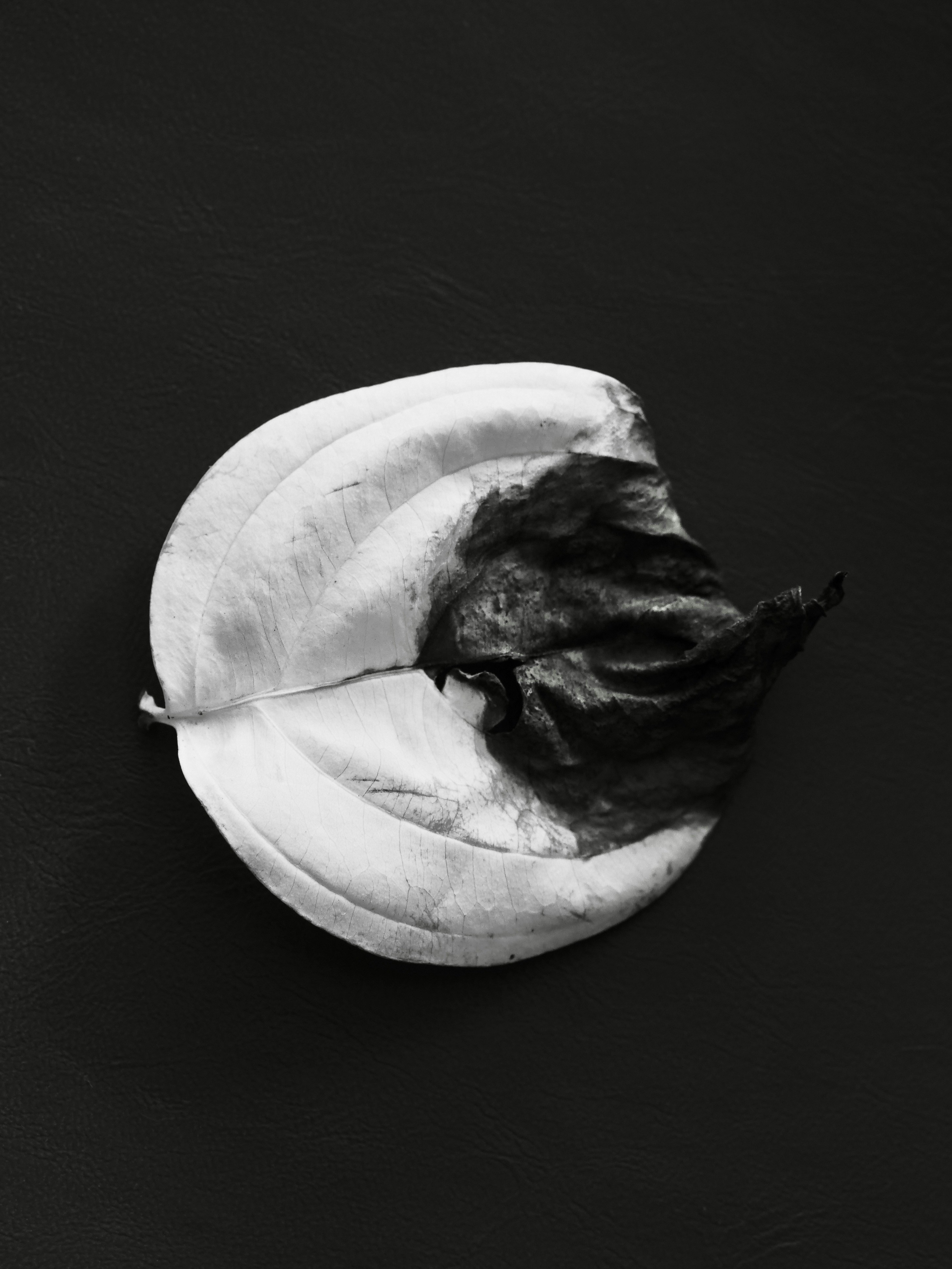 Photo by sschusterphotoart