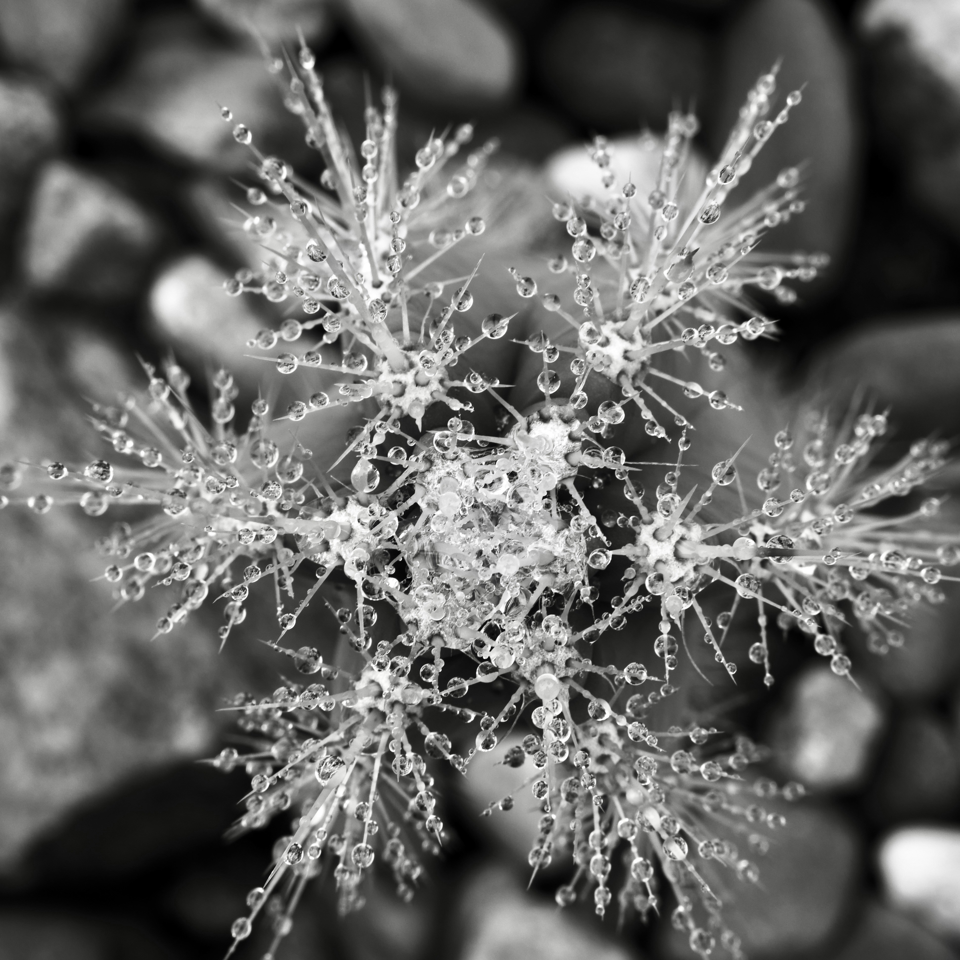 Photo by sschusterphotoart