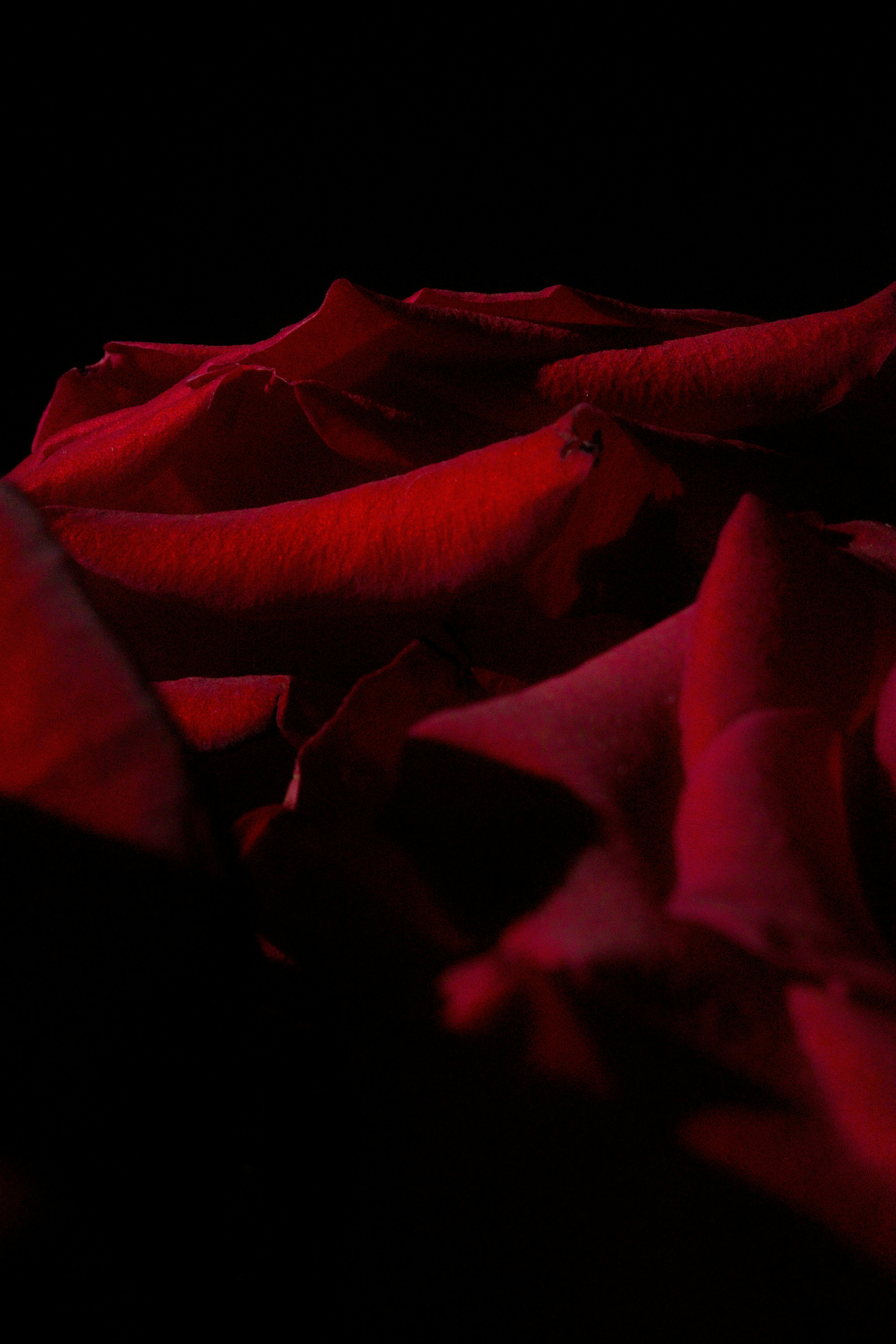 검은색에 짙은 빨간색 장미 꽃잎의 클로즈업