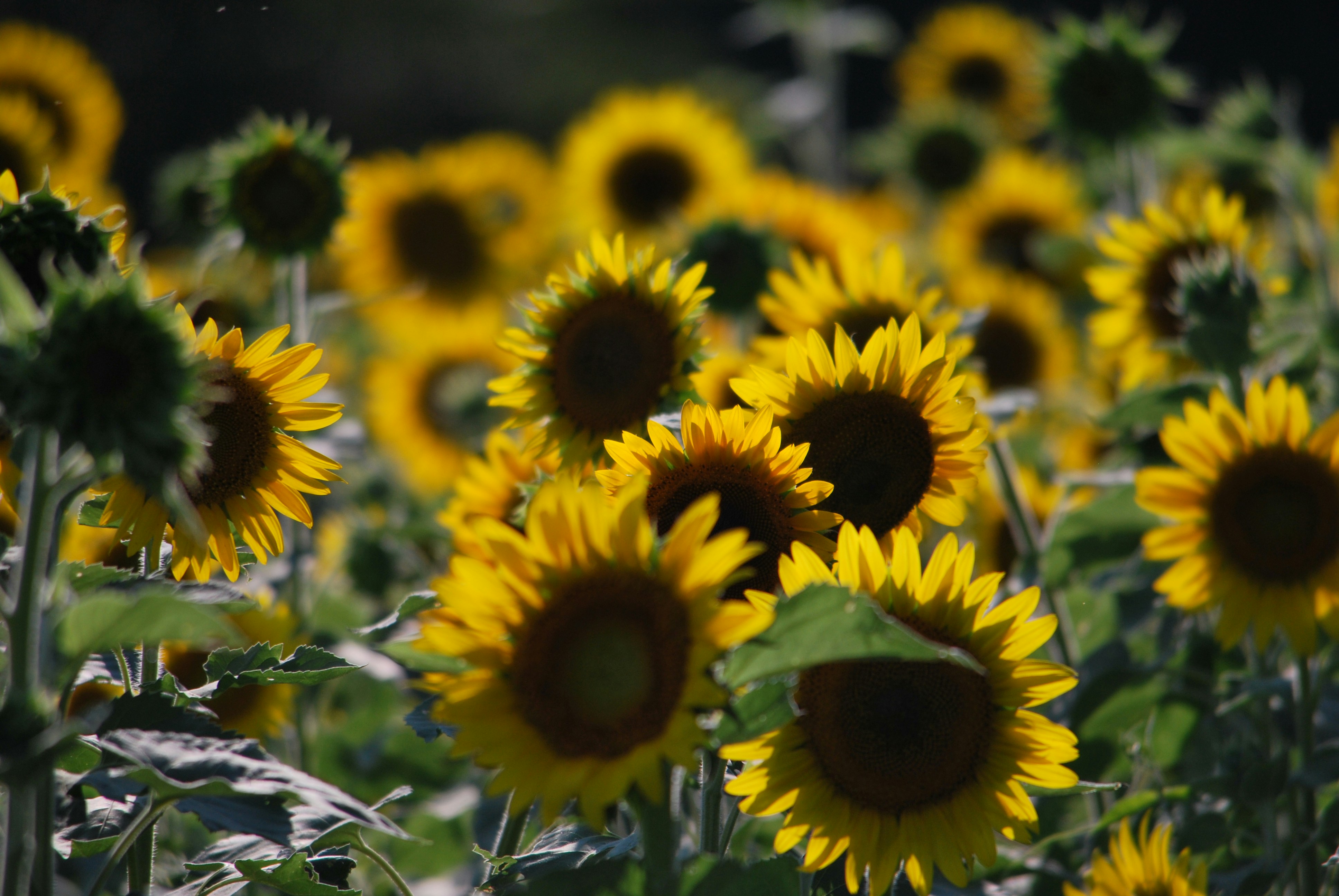 Photo by trailshutter