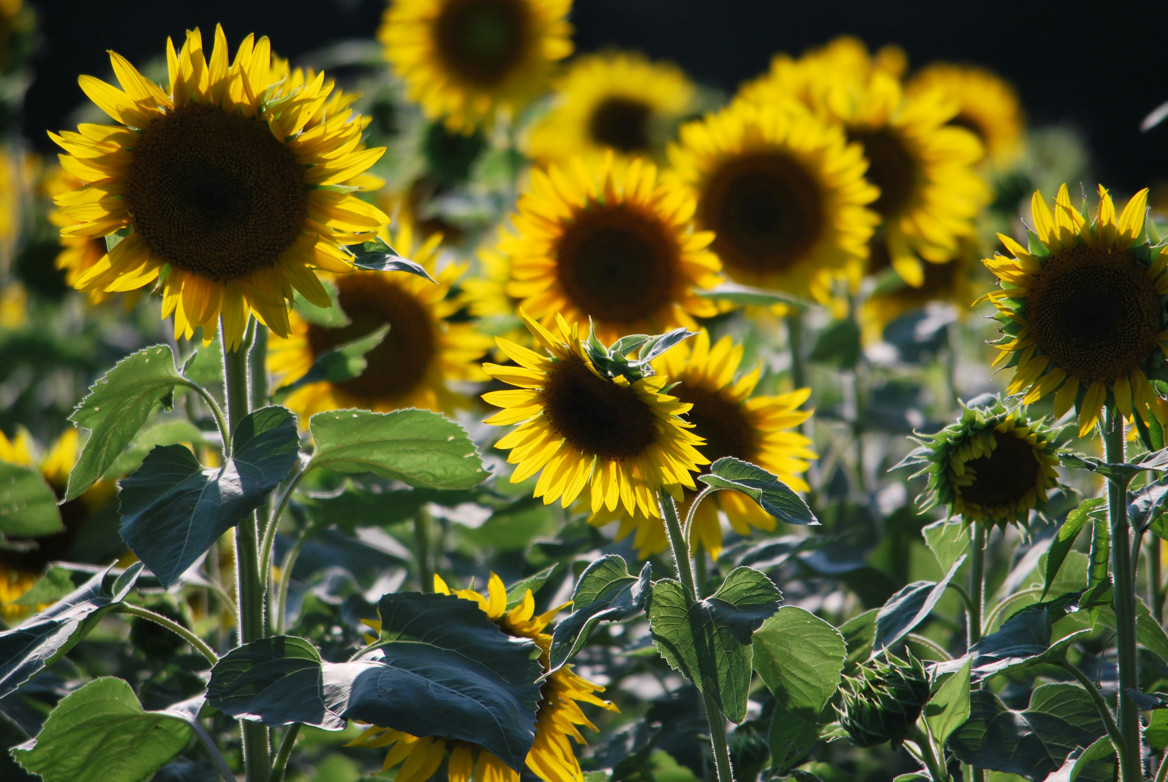 Photo by trailshutter