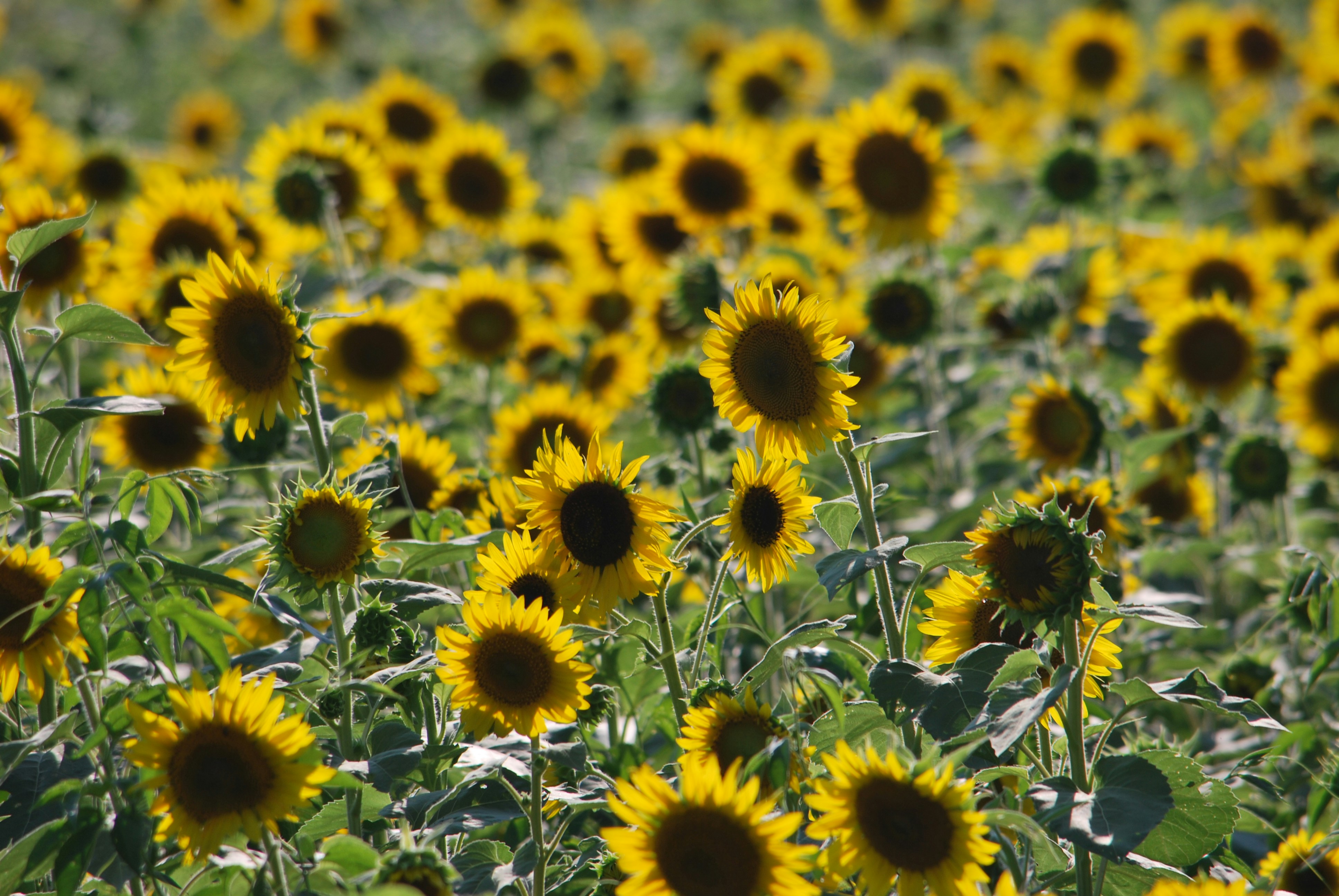 Photo by trailshutter