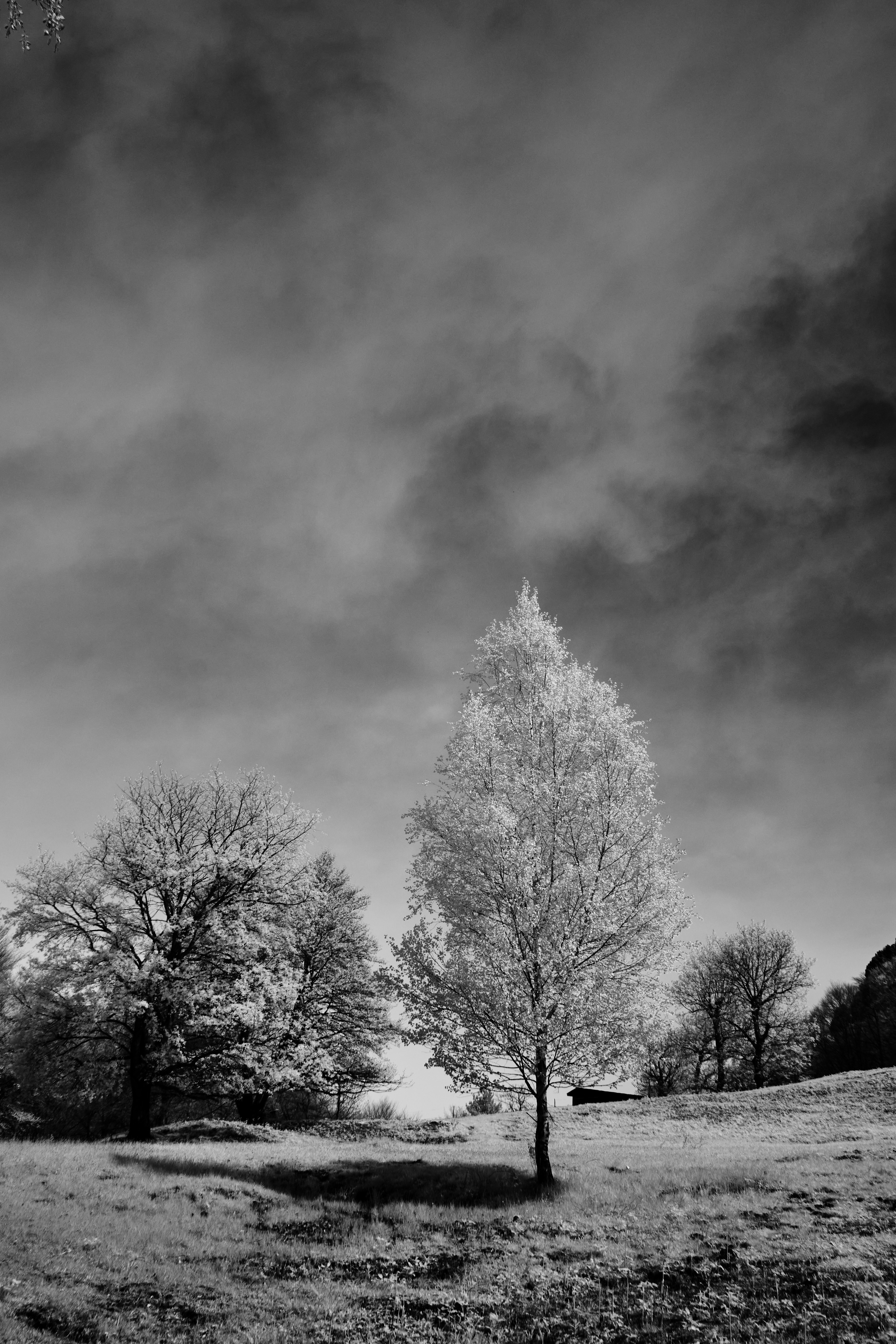 Photo by wolfgang_hasselmann