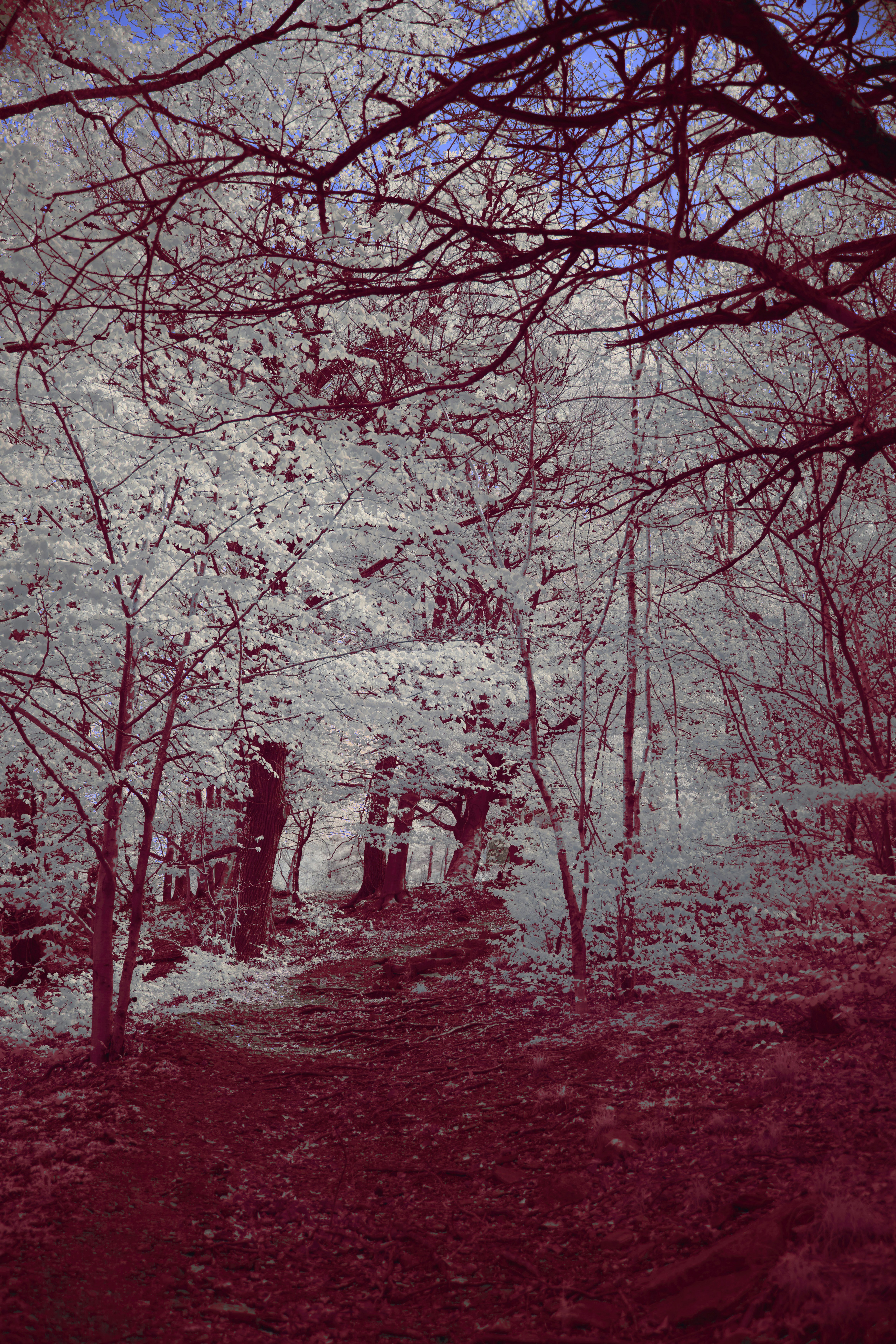 Photo by wolfgang_hasselmann