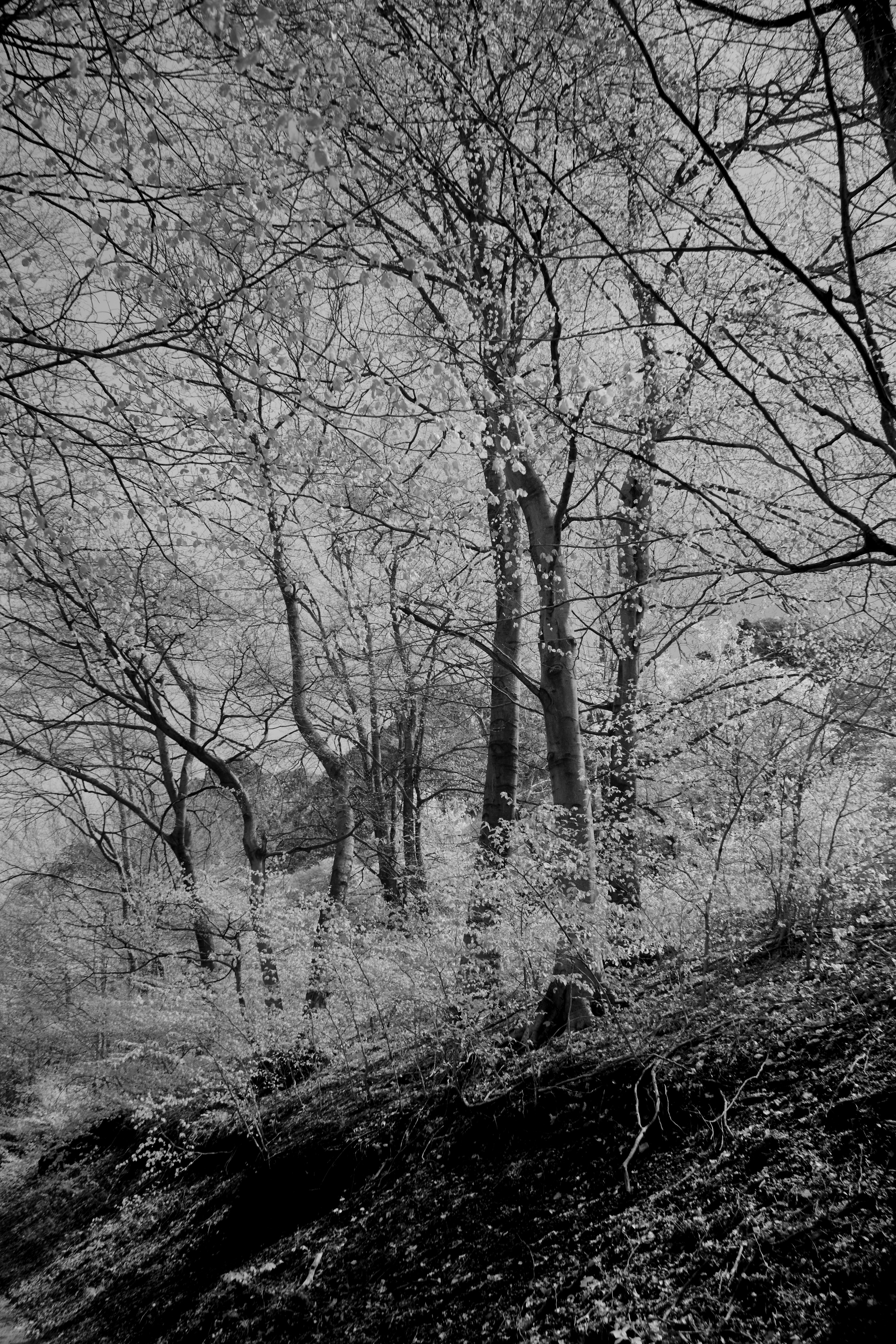 Photo by wolfgang_hasselmann