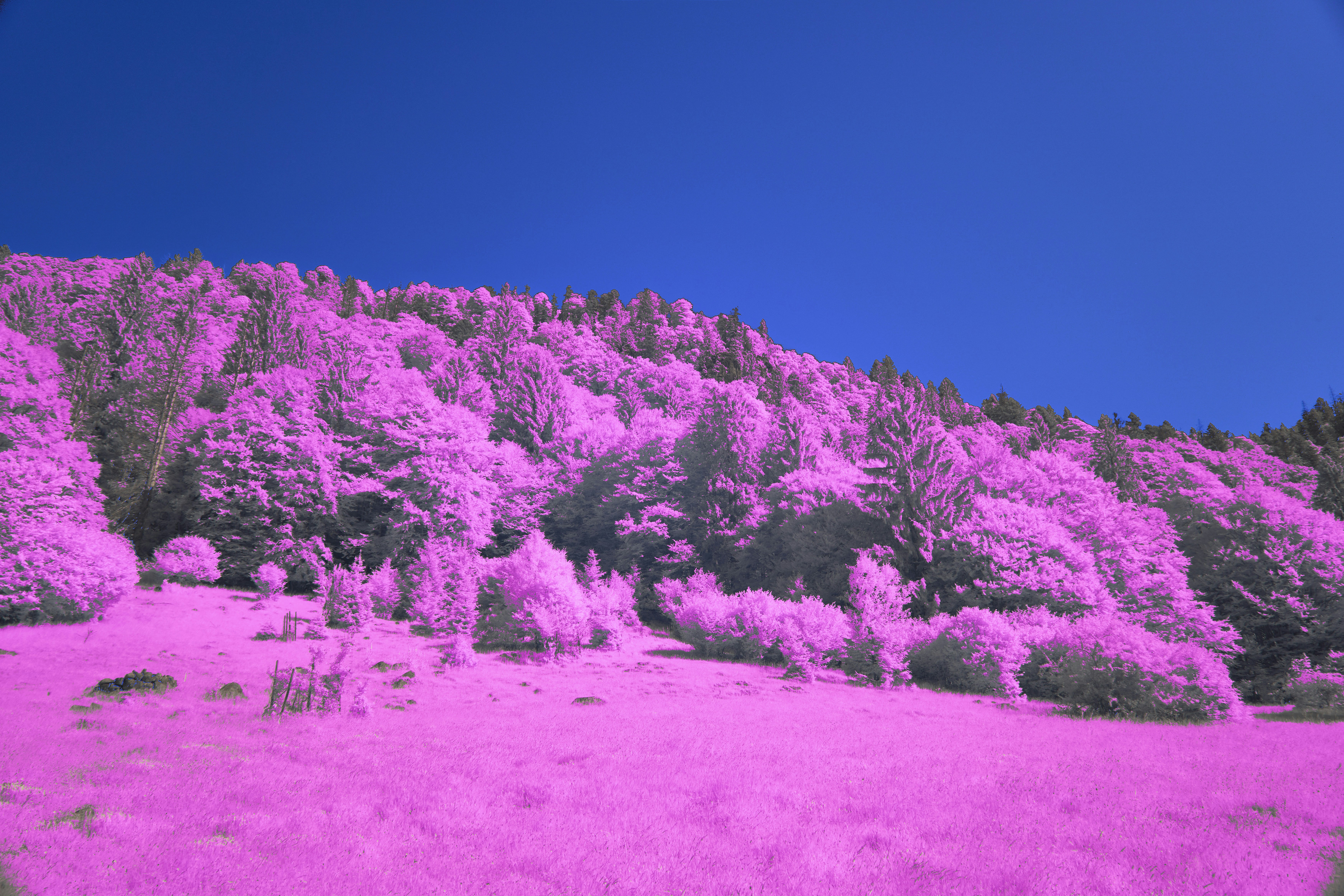 Photo by wolfgang_hasselmann