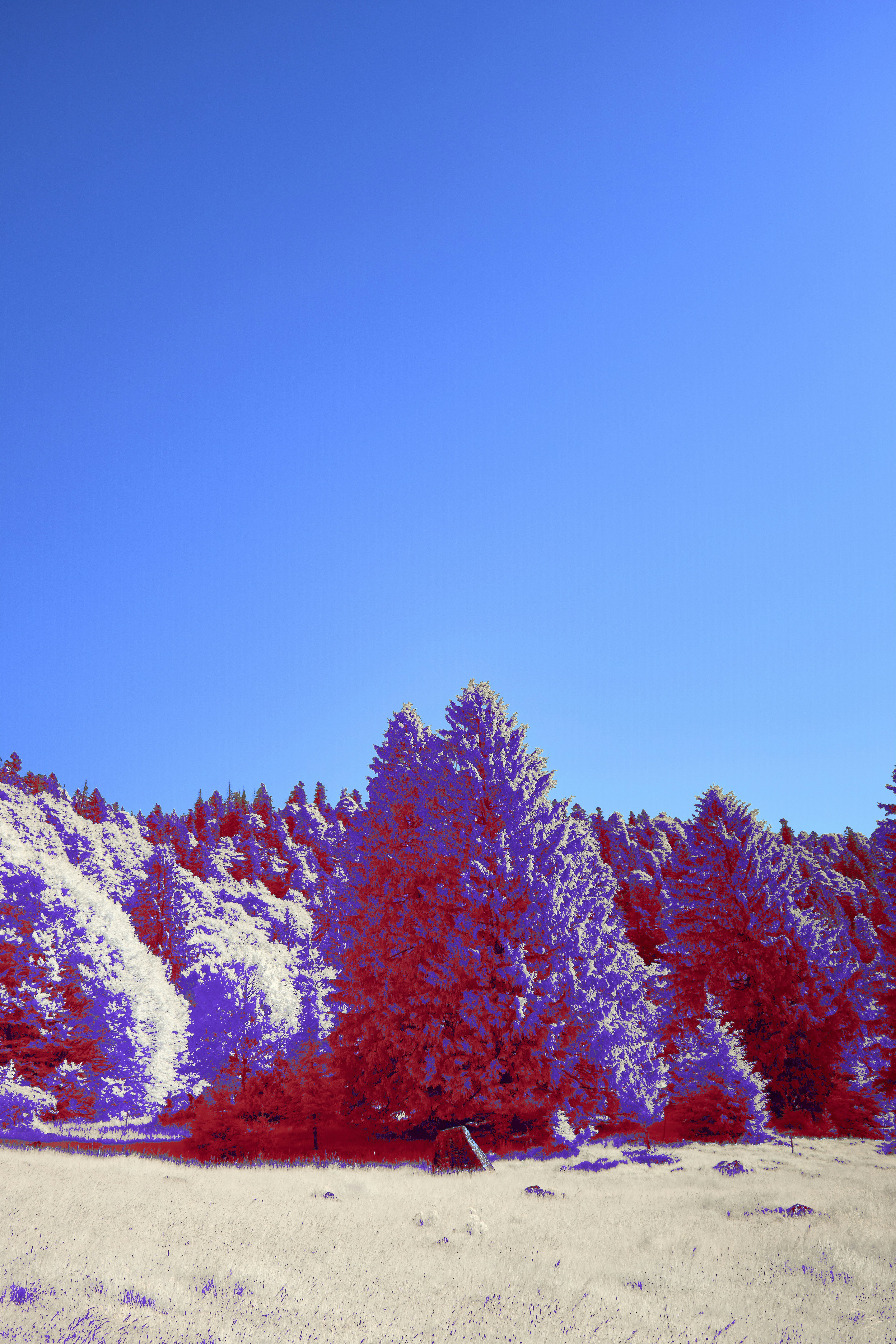 Photo by wolfgang_hasselmann