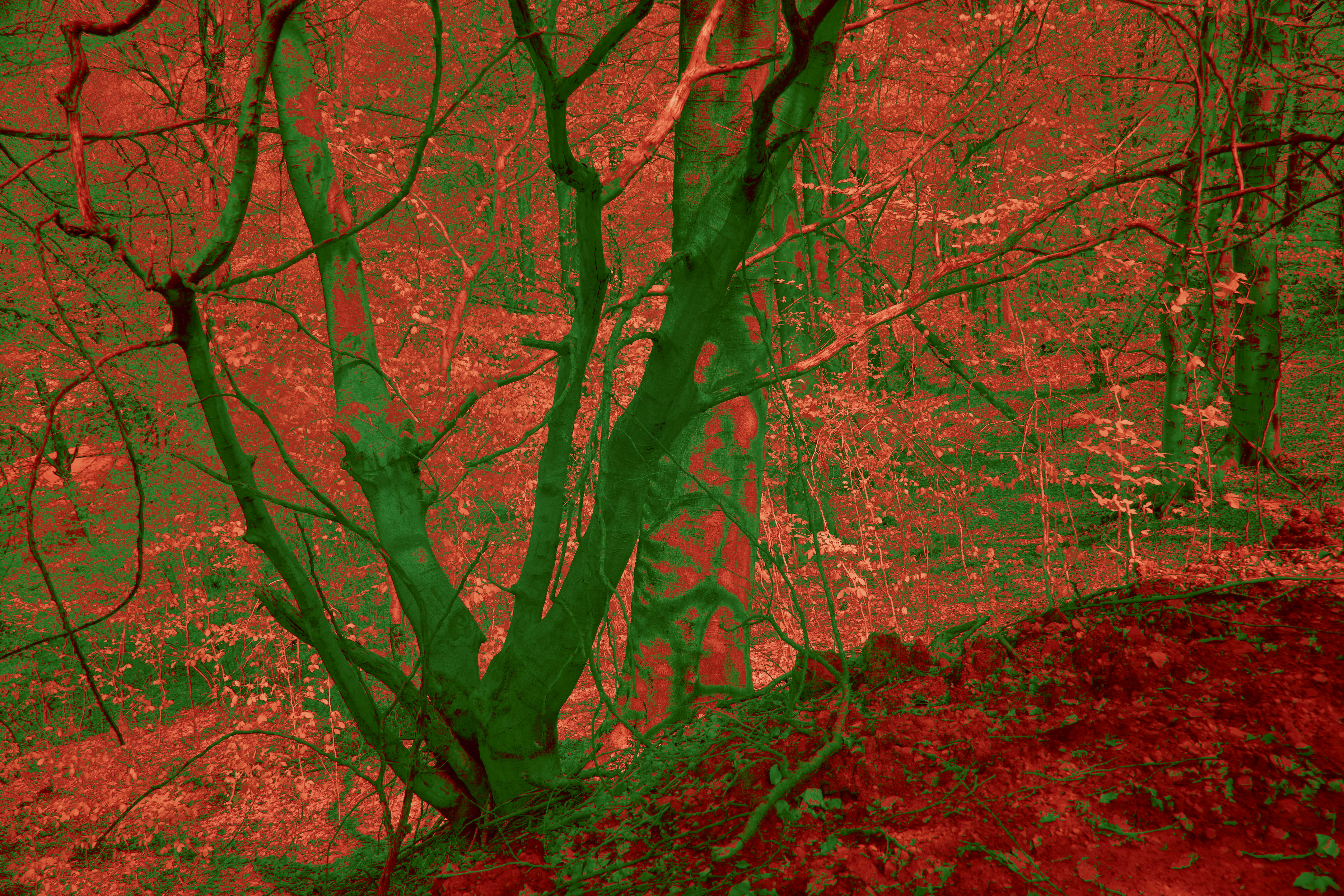 Photo by wolfgang_hasselmann