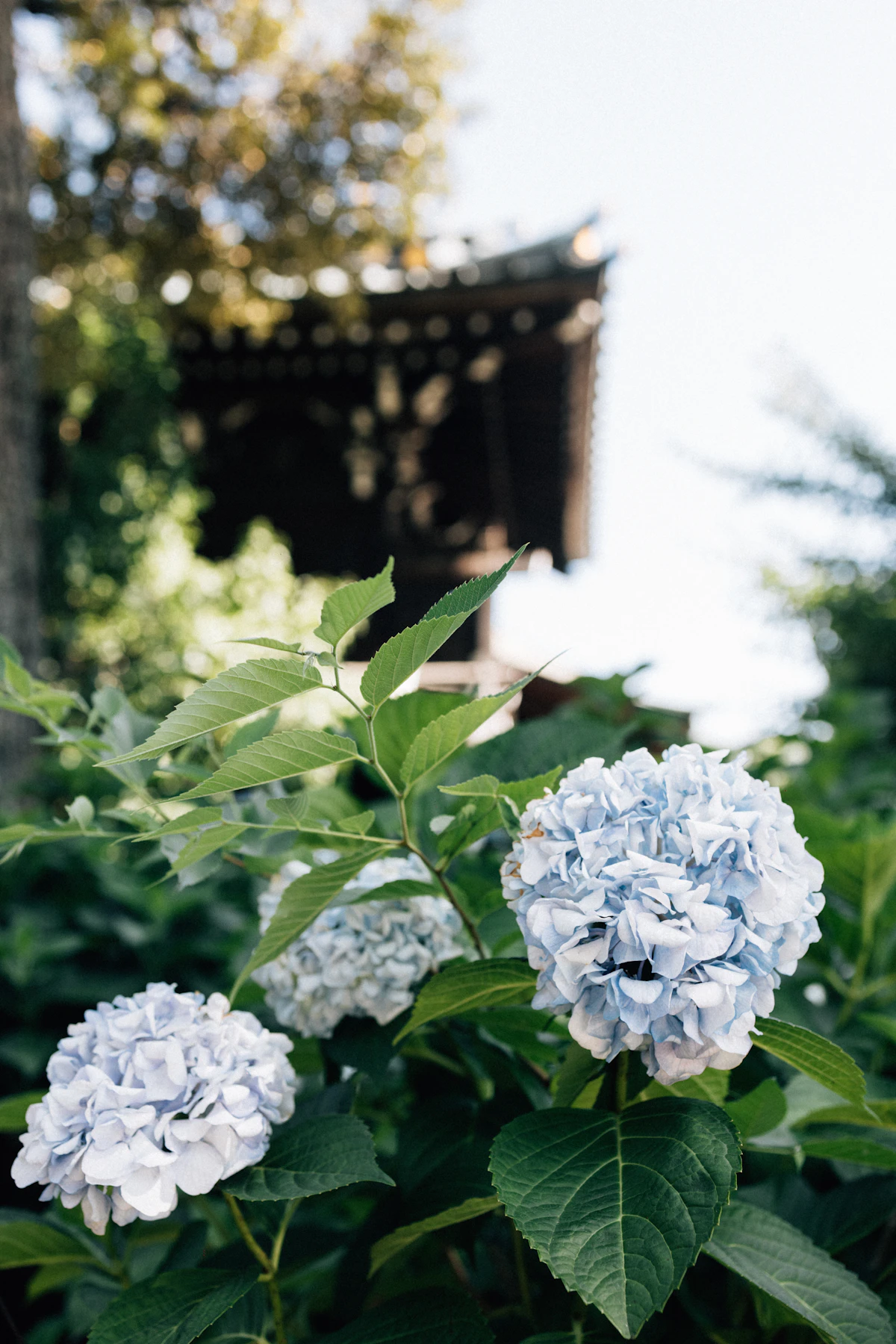 Close-up of light blue hydrangeas in a garden