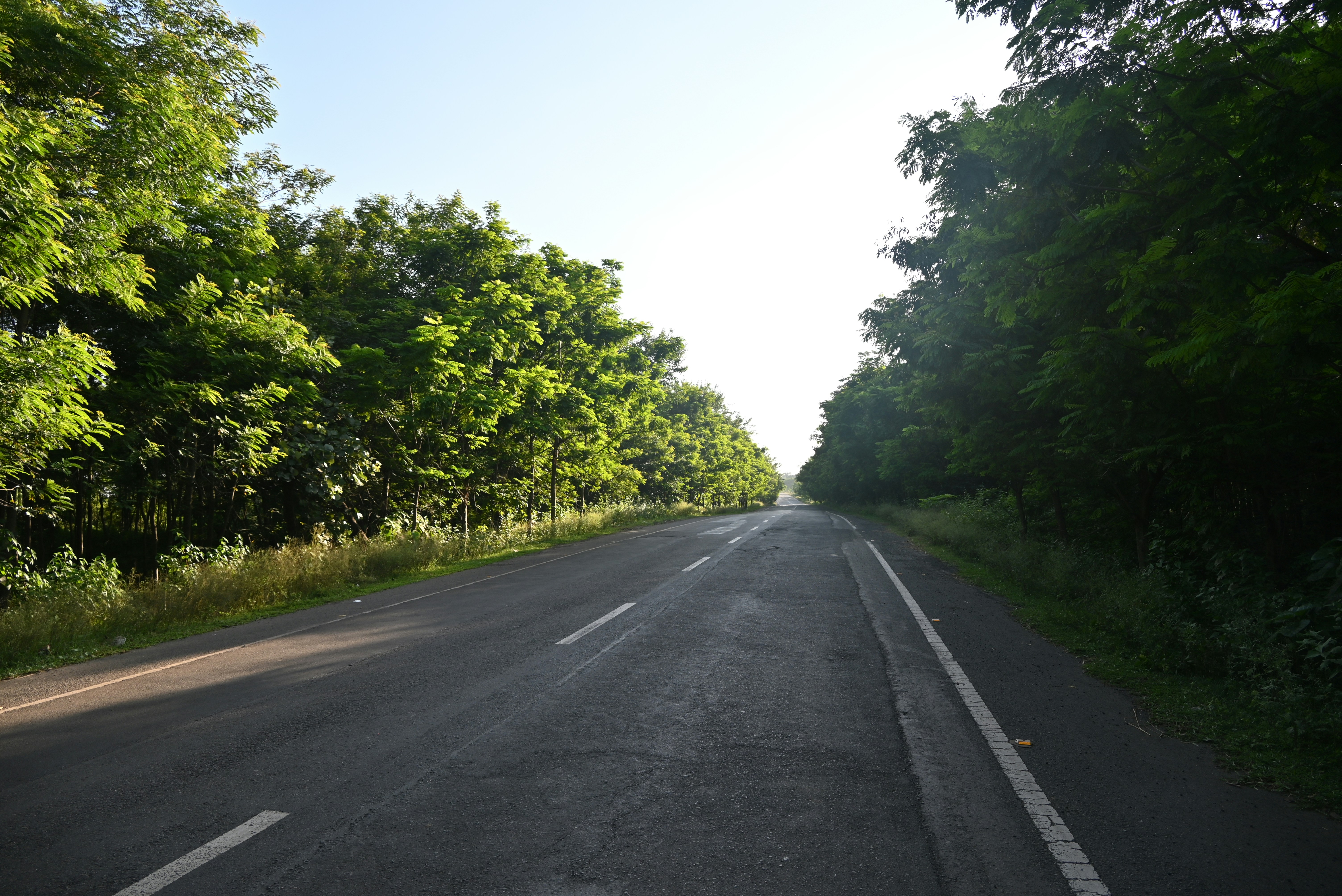 Empty asphalt road lined with green trees