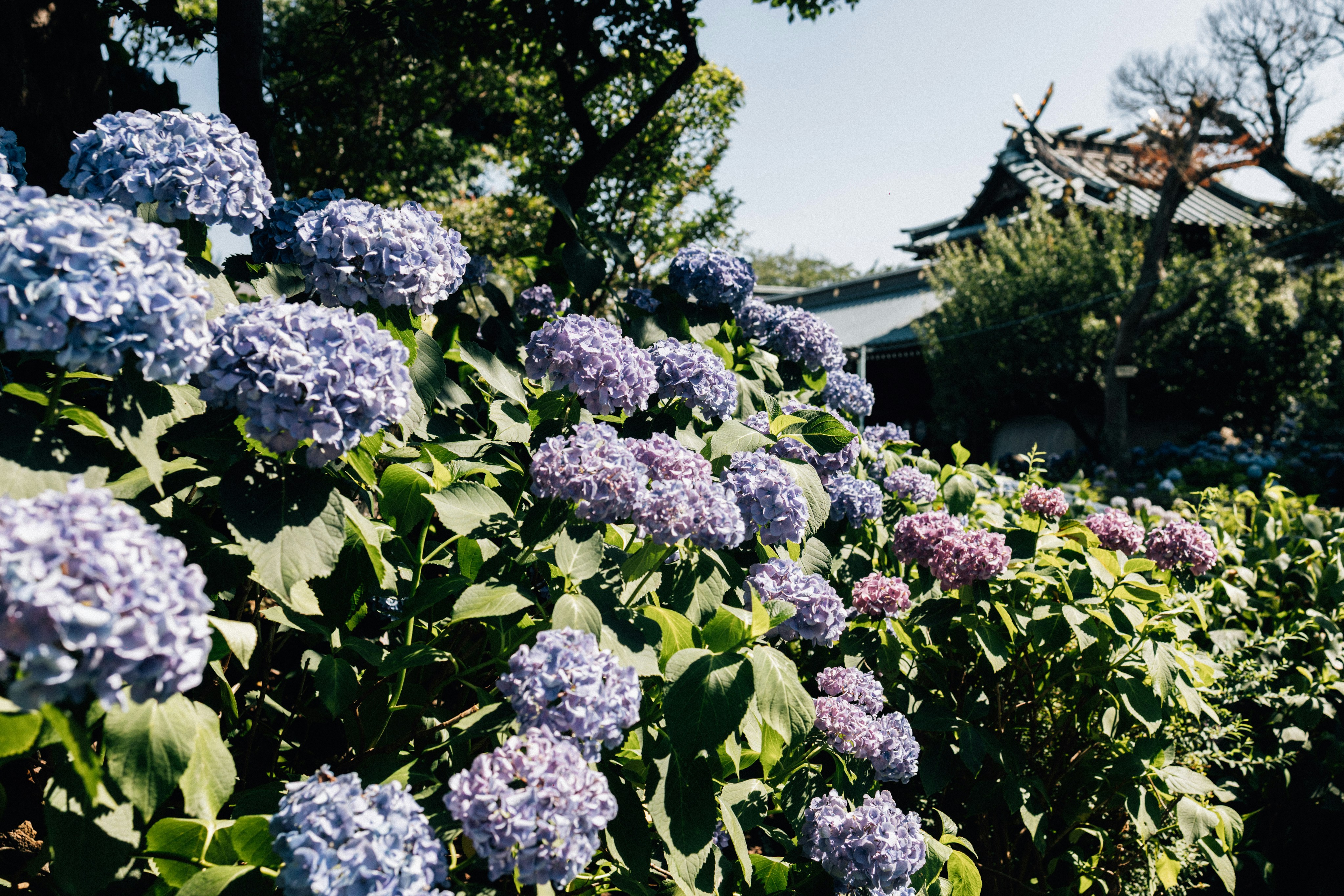 Photo by tsuyoshikozu