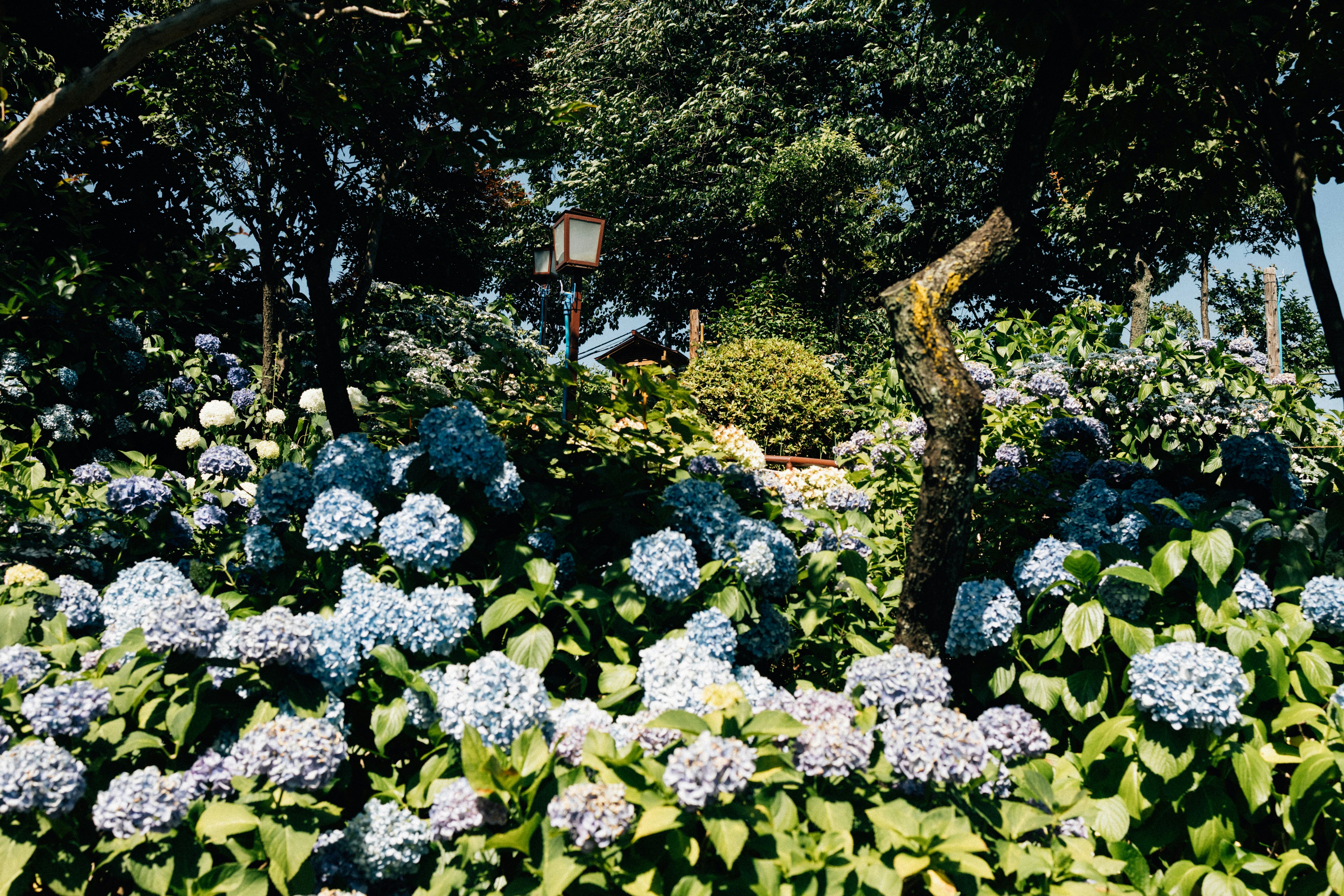 Photo by tsuyoshikozu