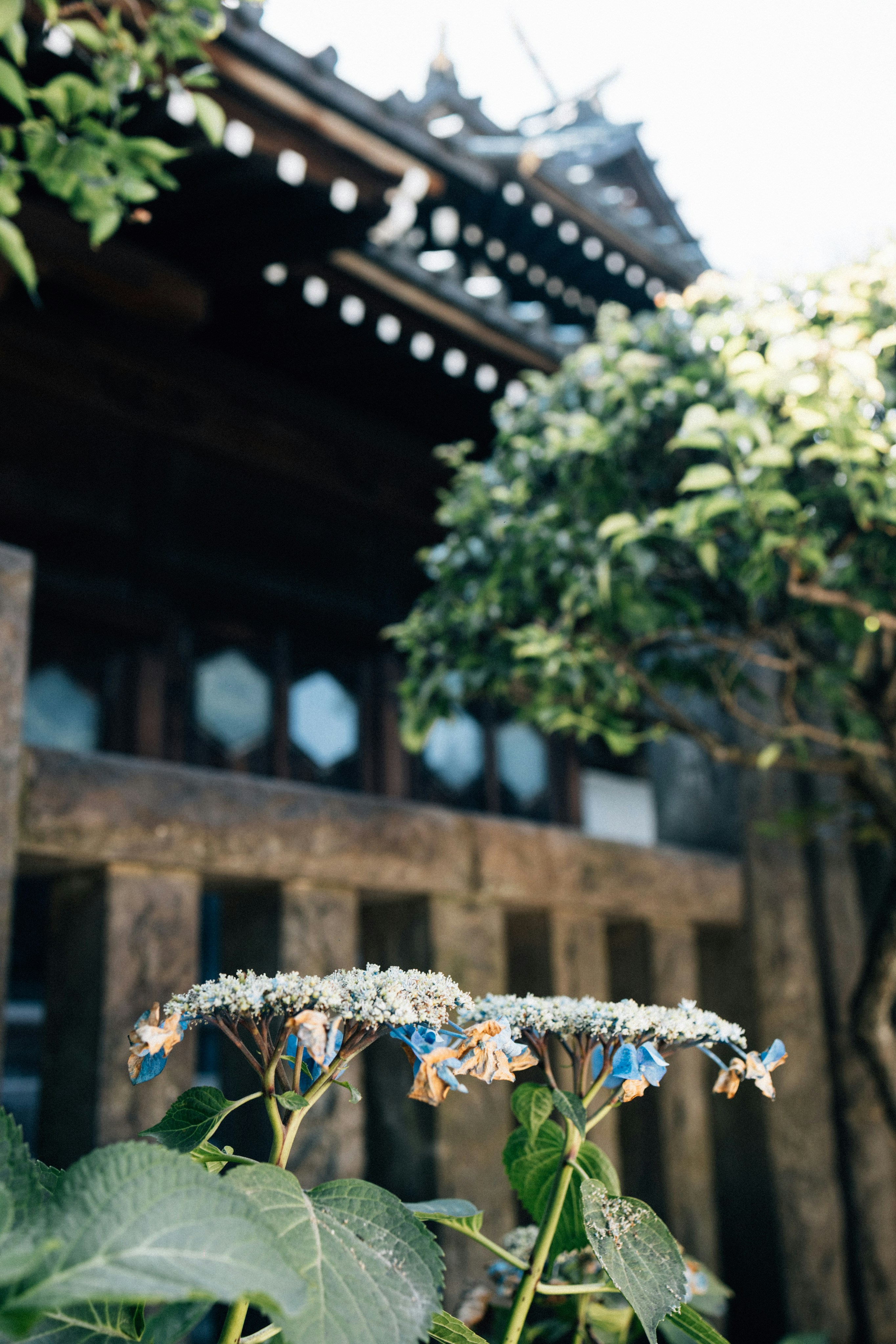 Photo by tsuyoshikozu