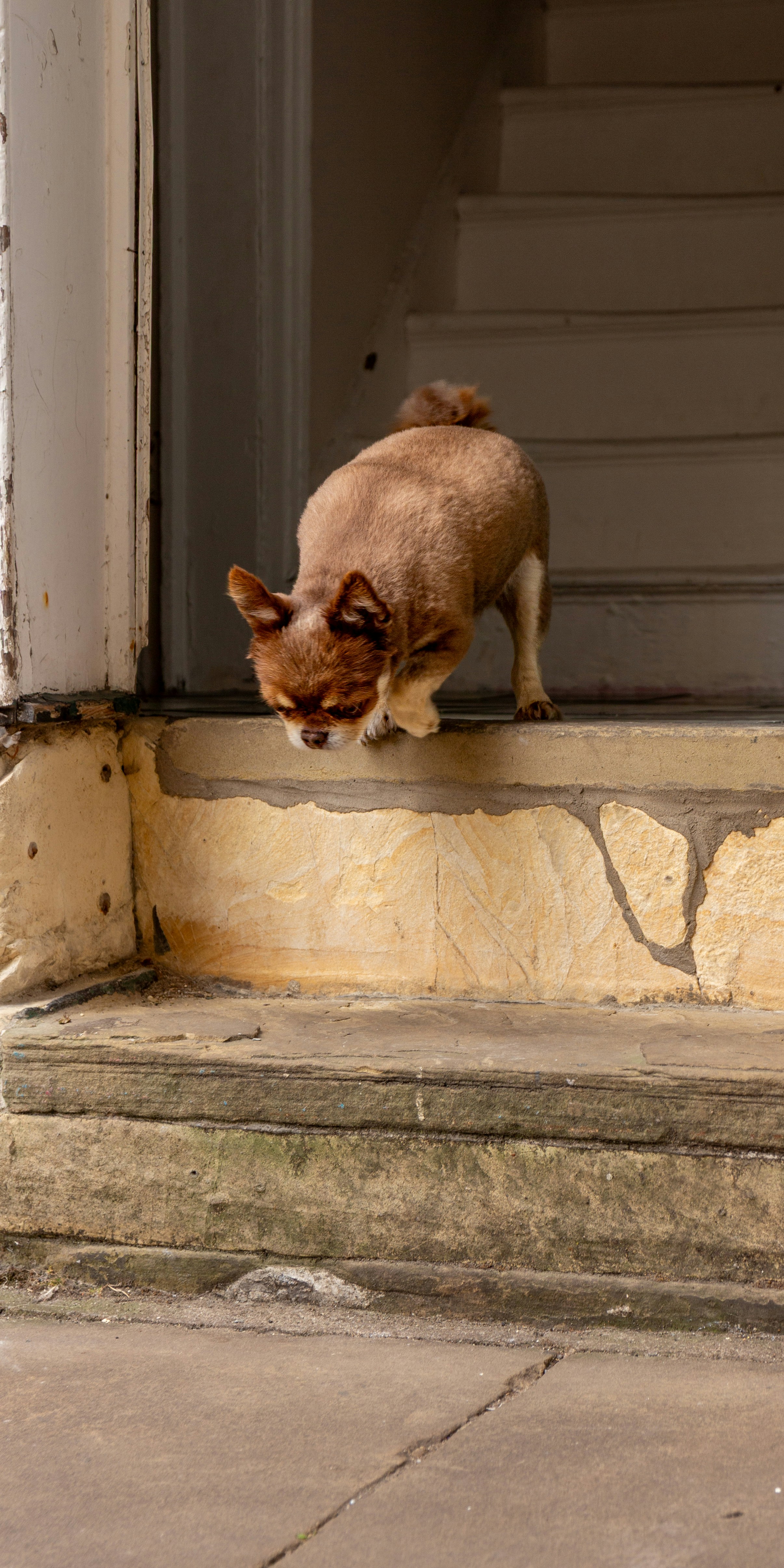 Um pequeno cachorro marrom farejando as escadas