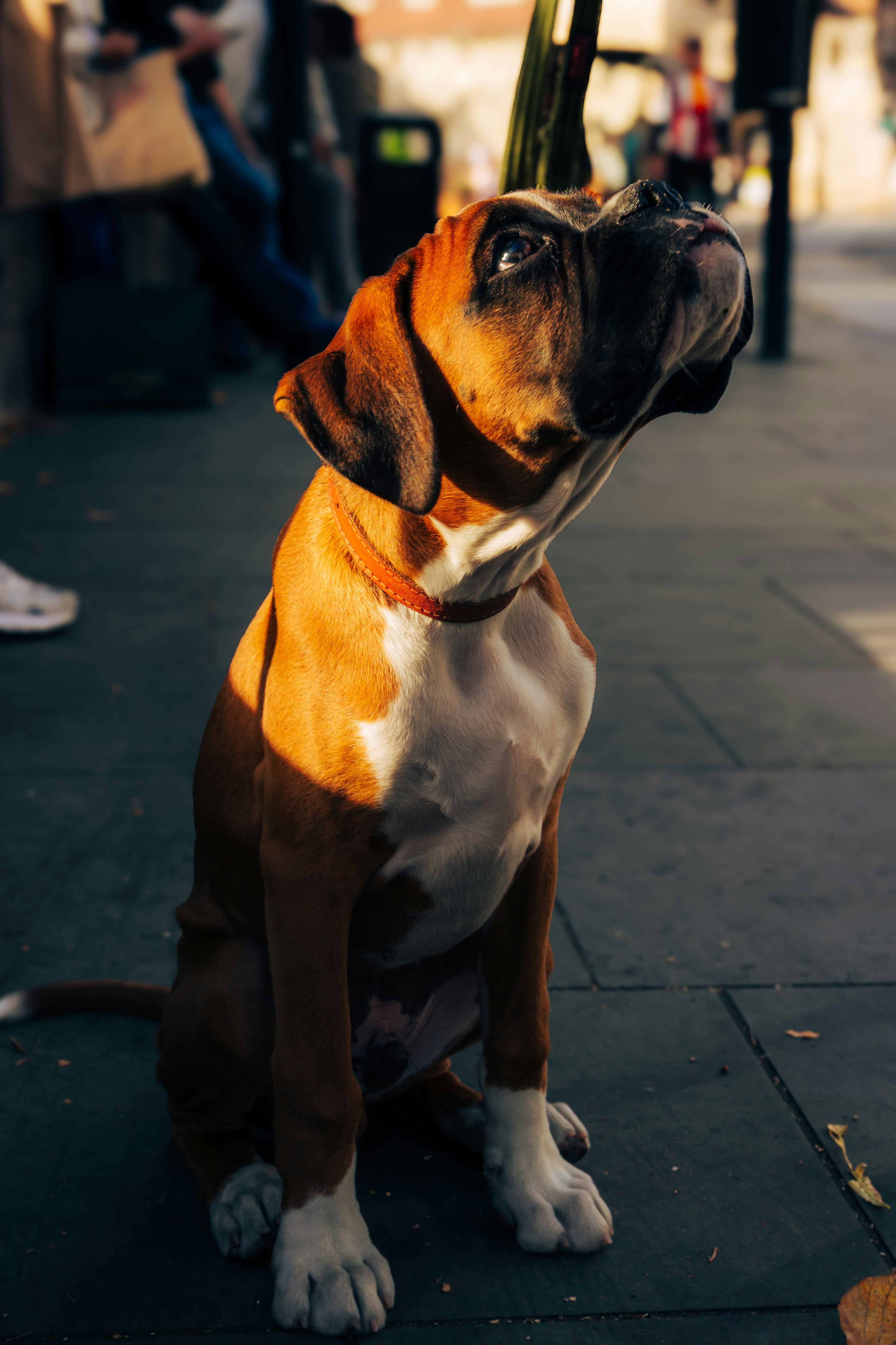 A boxer dog sits attentively on a sidewalk.