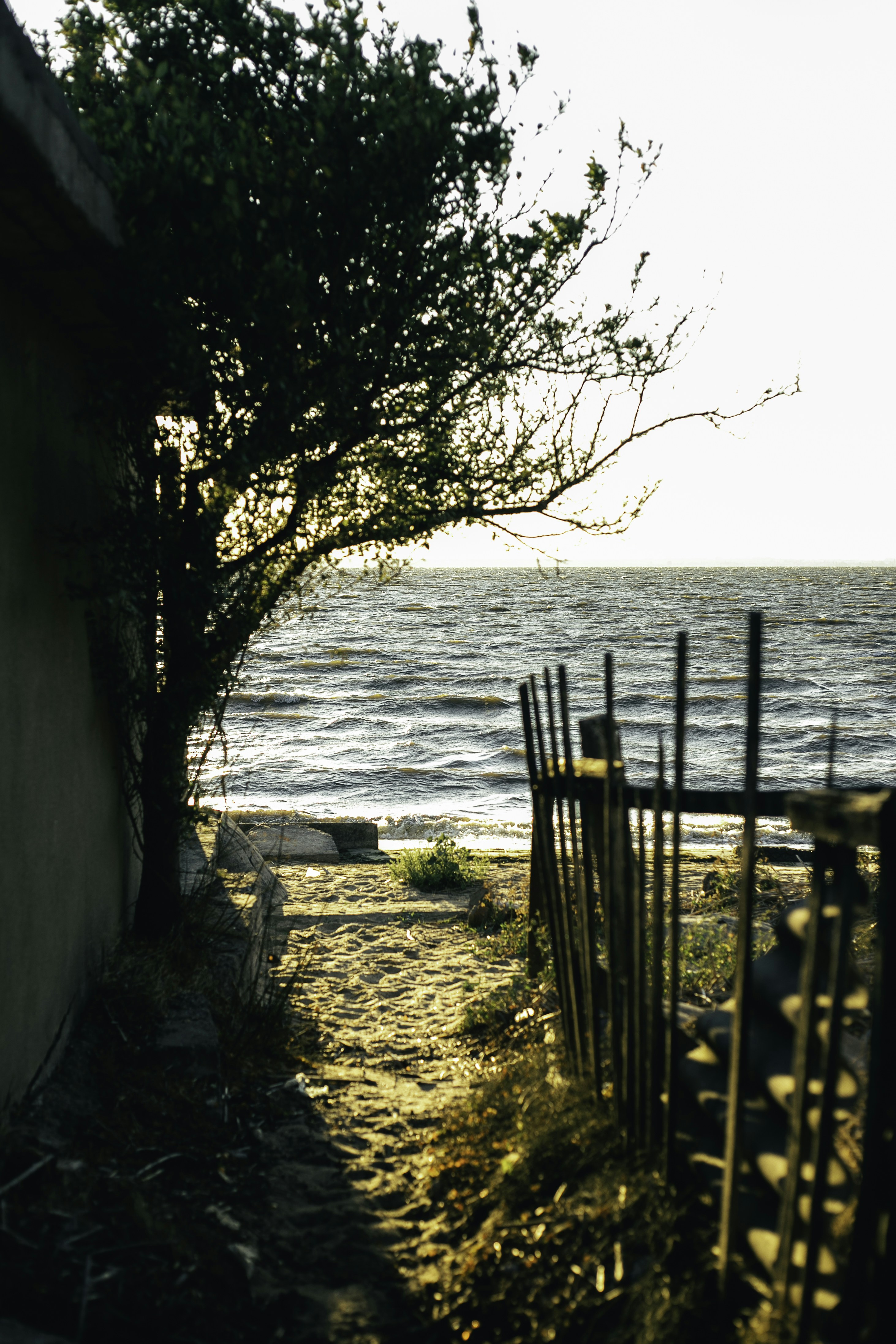 Albero e recinzione in riva all'oceano al tramonto