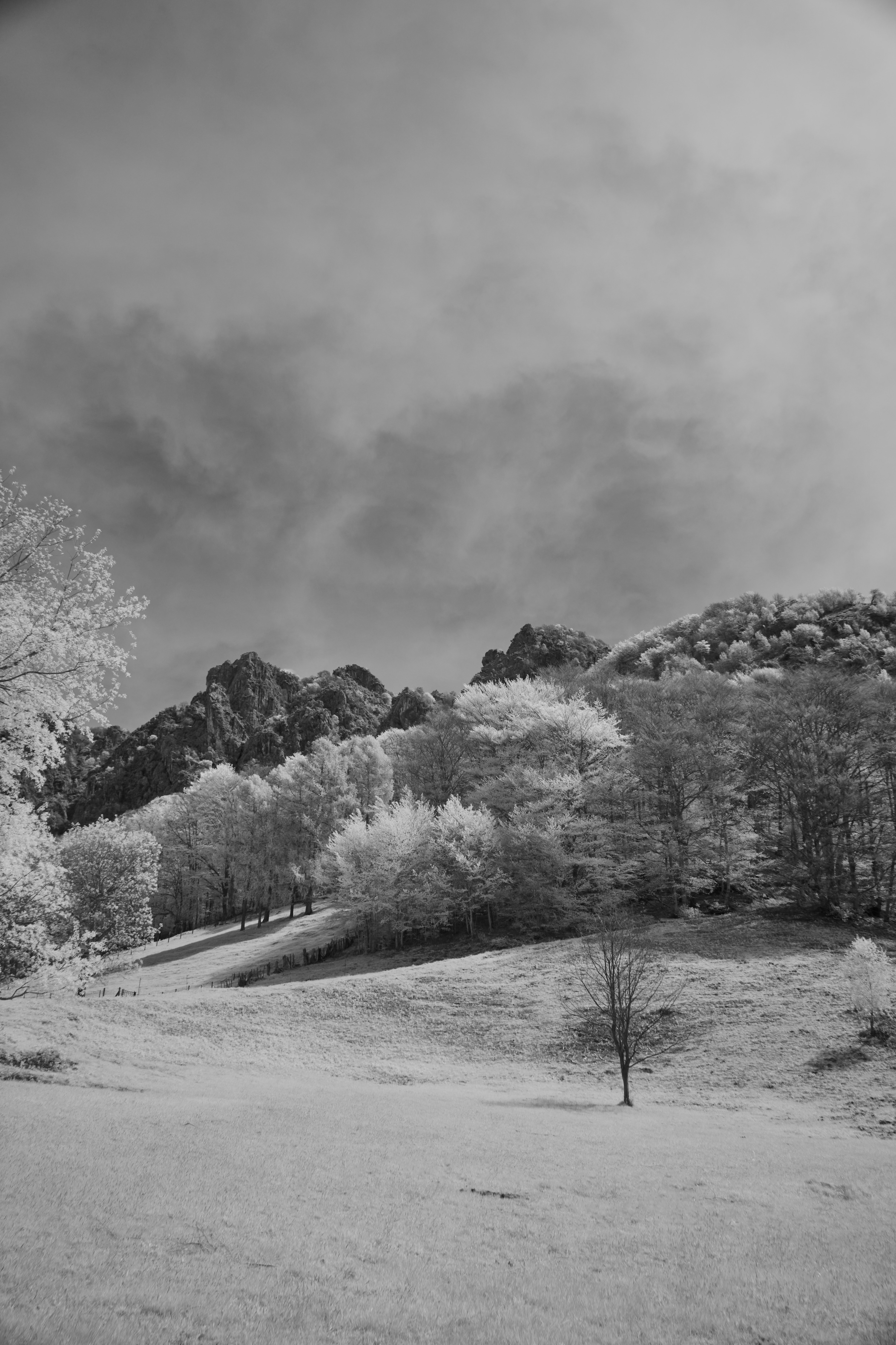 Photo by wolfgang_hasselmann