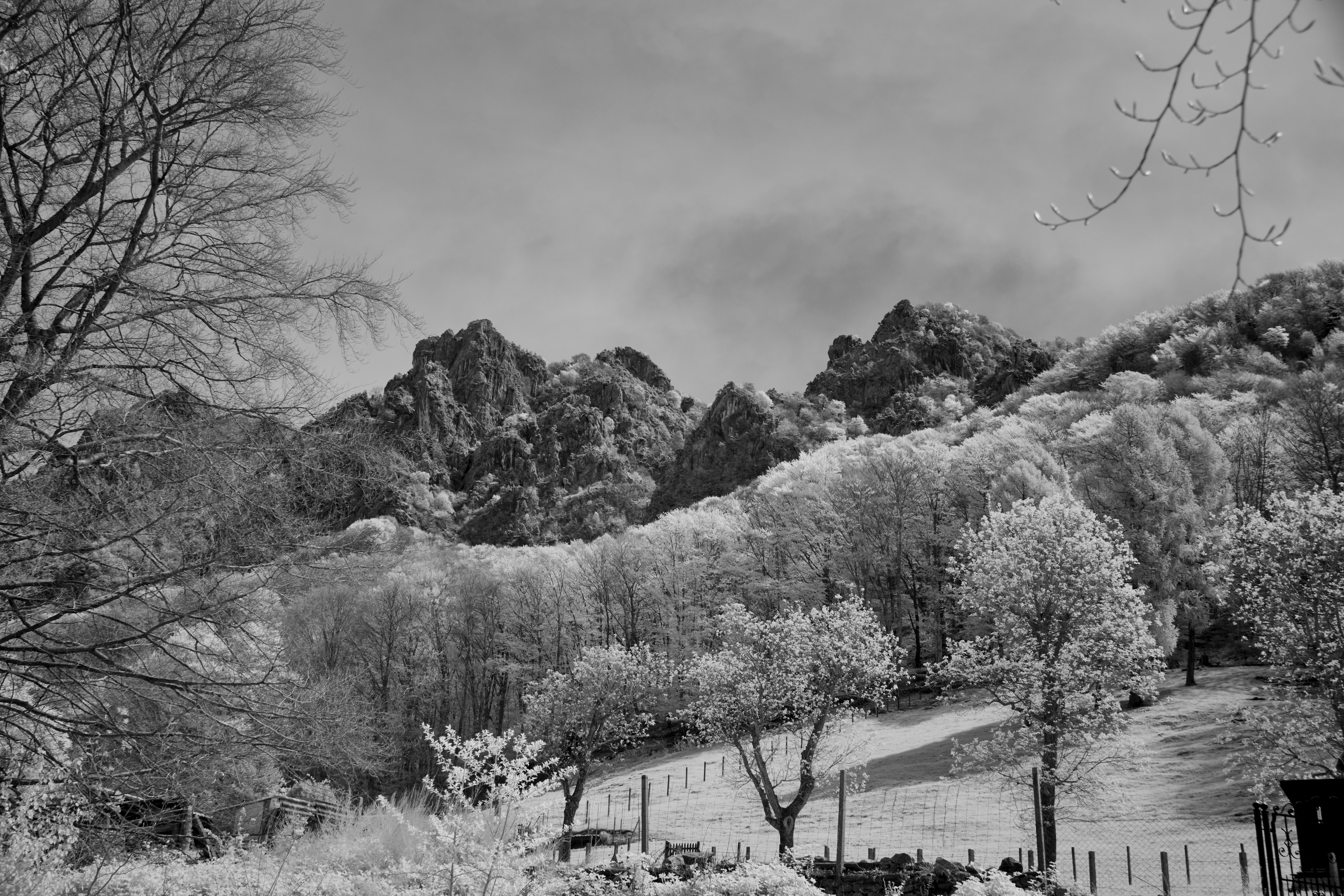 Photo by wolfgang_hasselmann