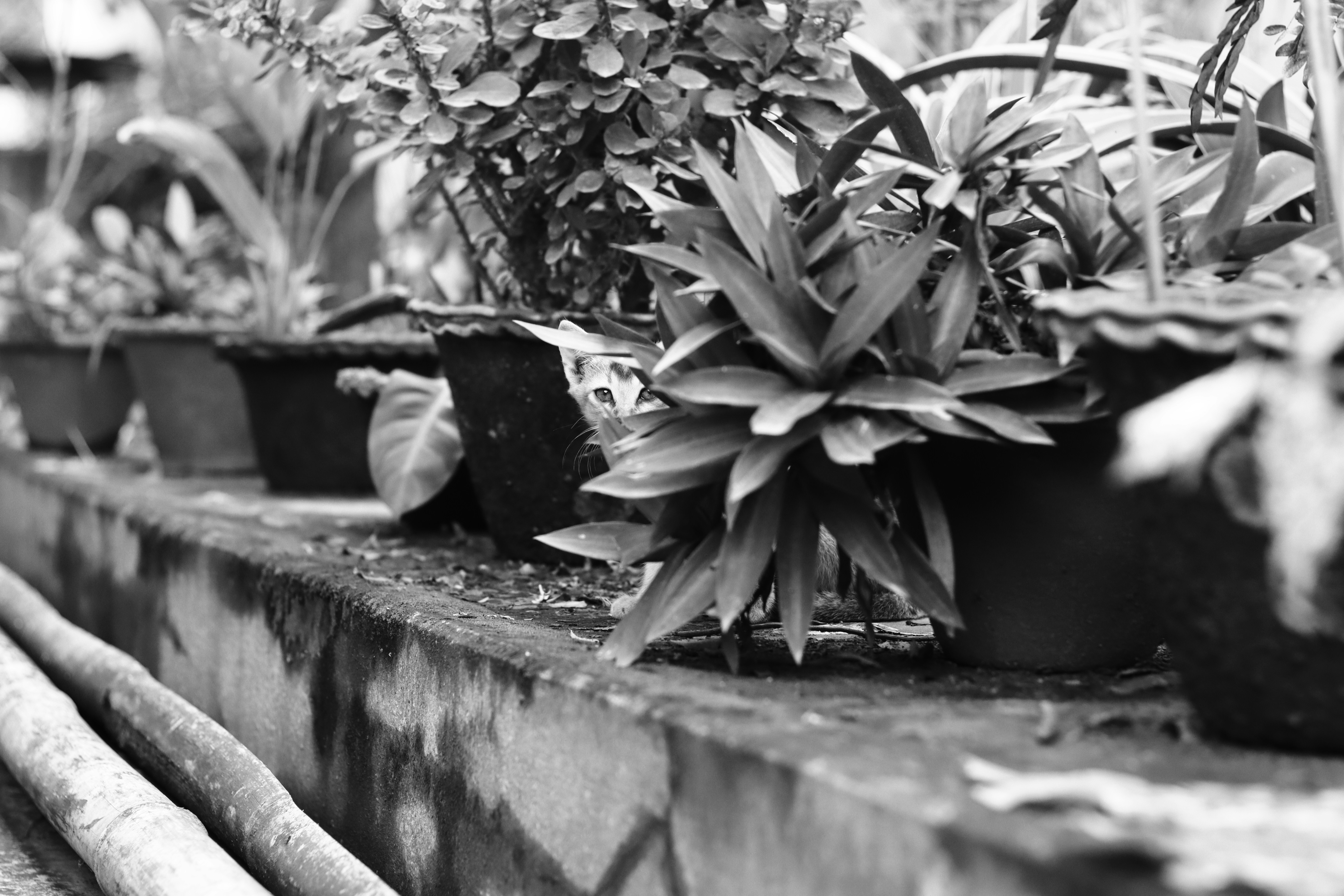 Photo by abhigyan_bruahah