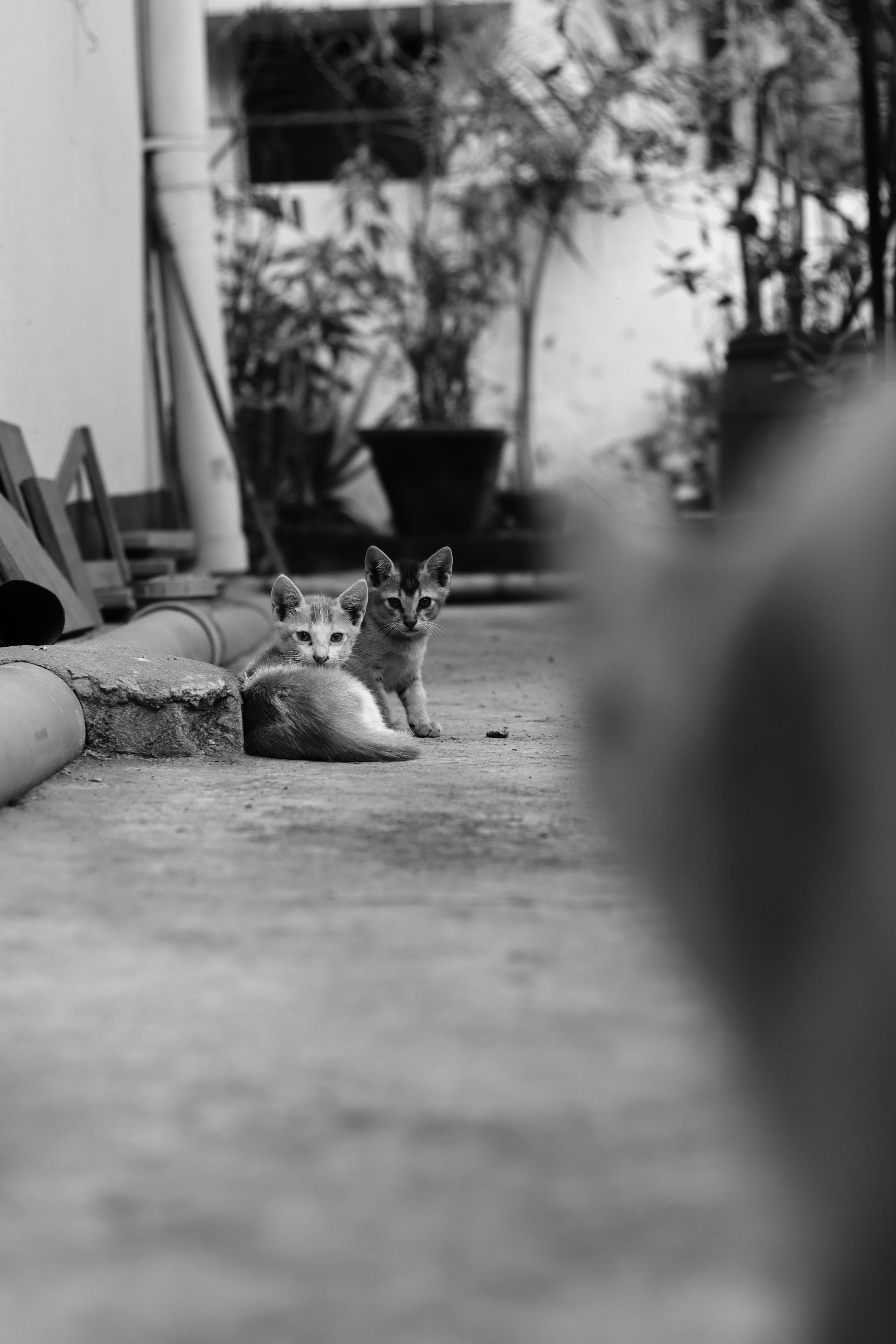 Two kittens sitting on a concrete patio.