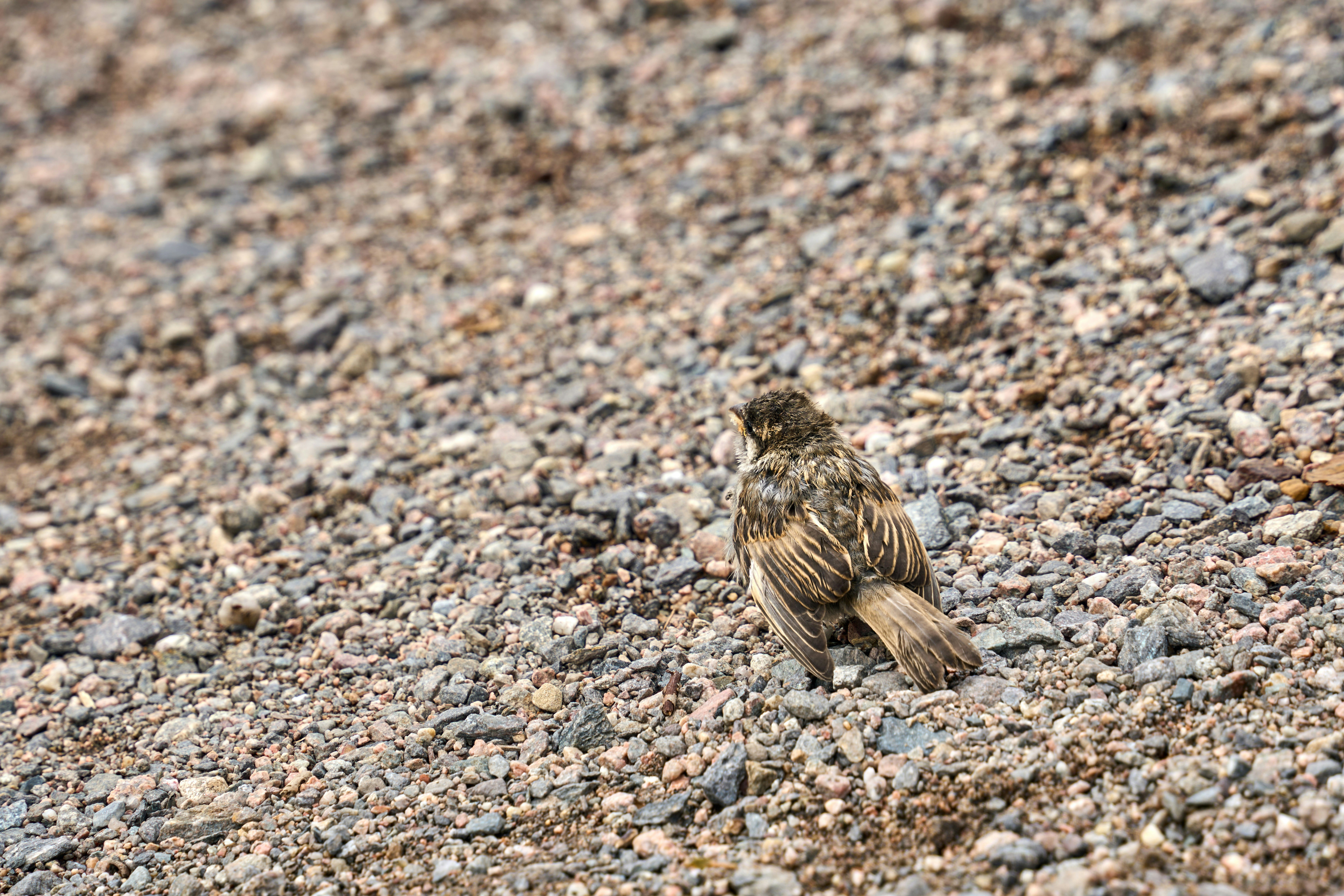 Photo by wolfgang_hasselmann