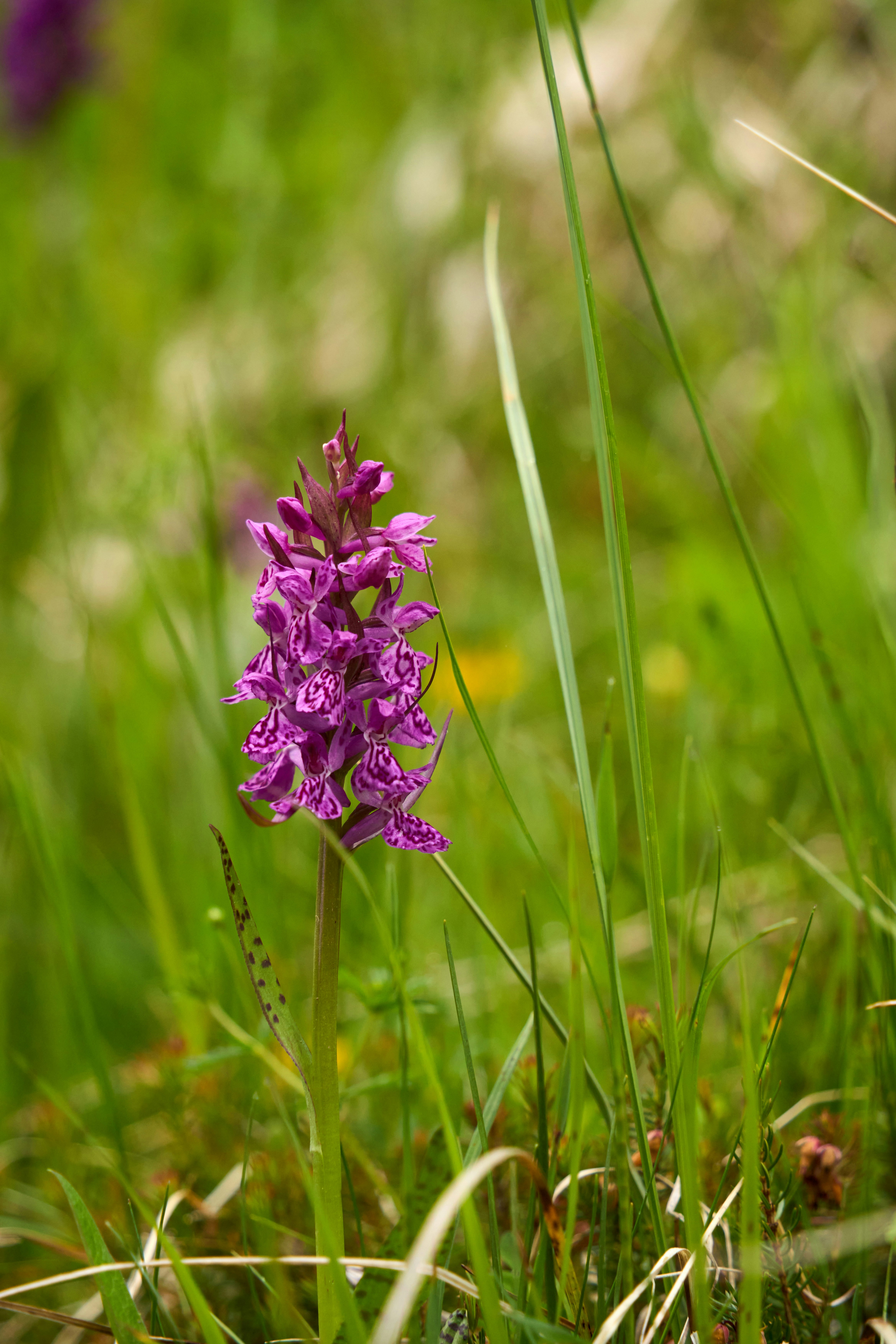 Photo by wolfgang_hasselmann