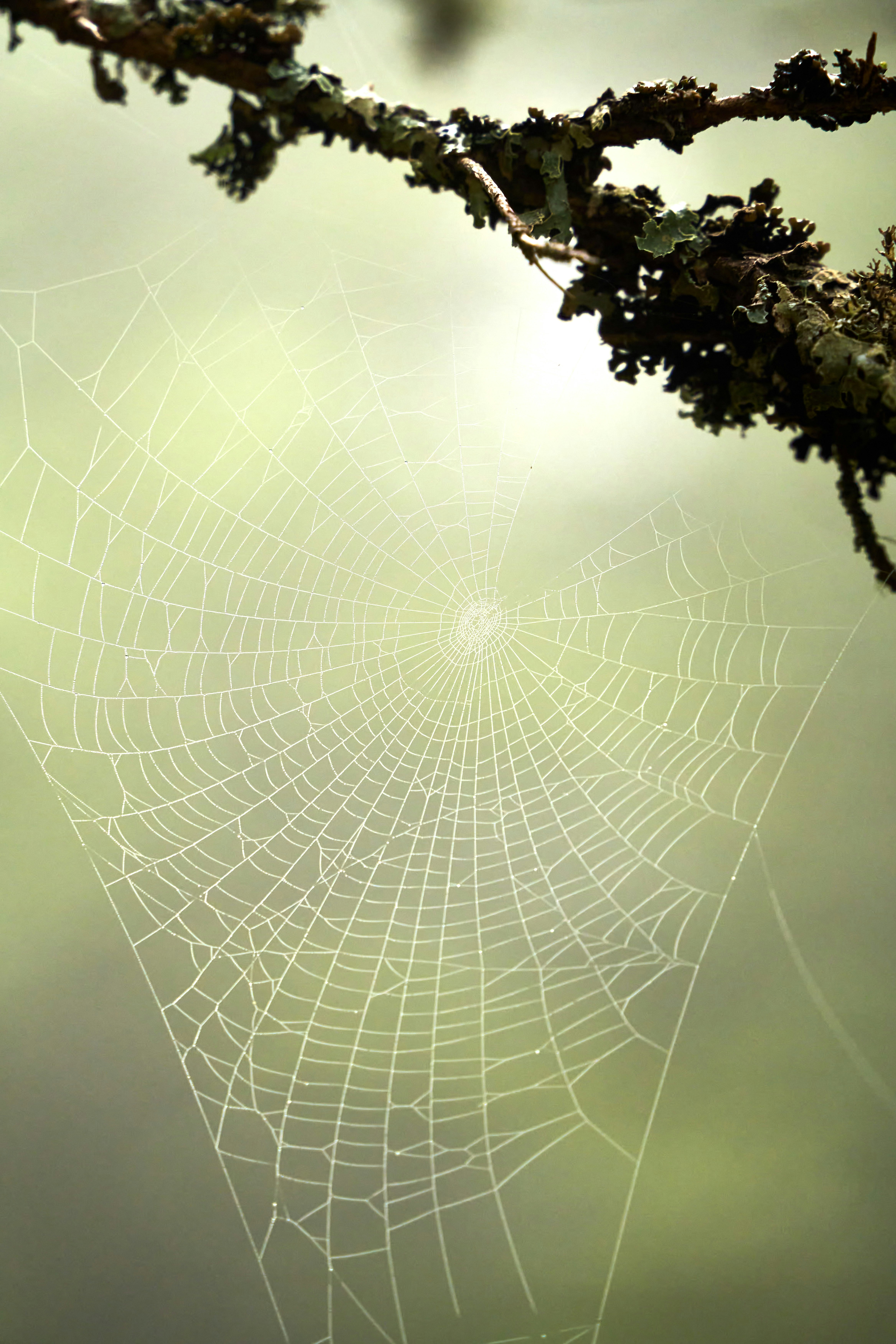 Photo by wolfgang_hasselmann