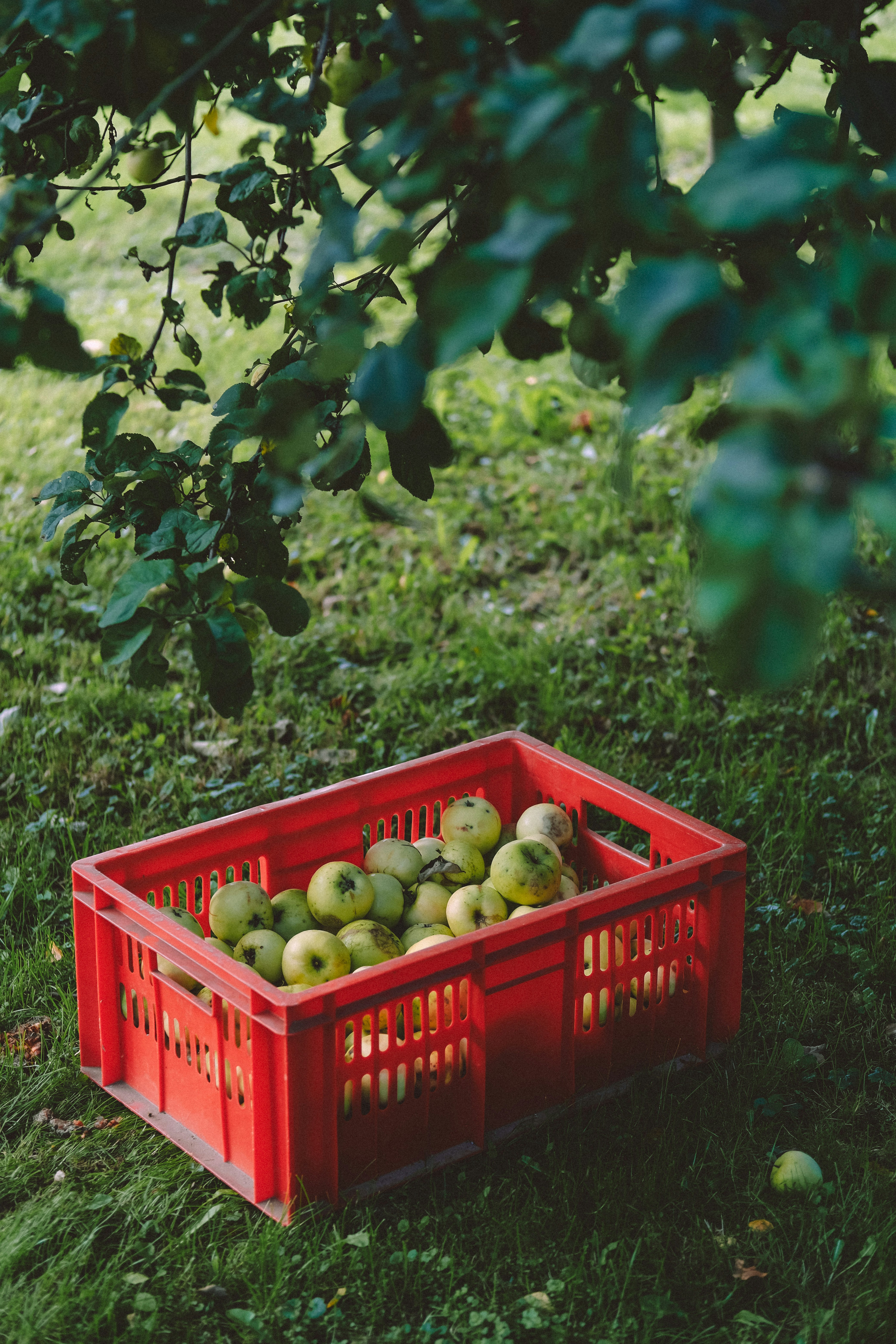 Photo by rolig_basseng