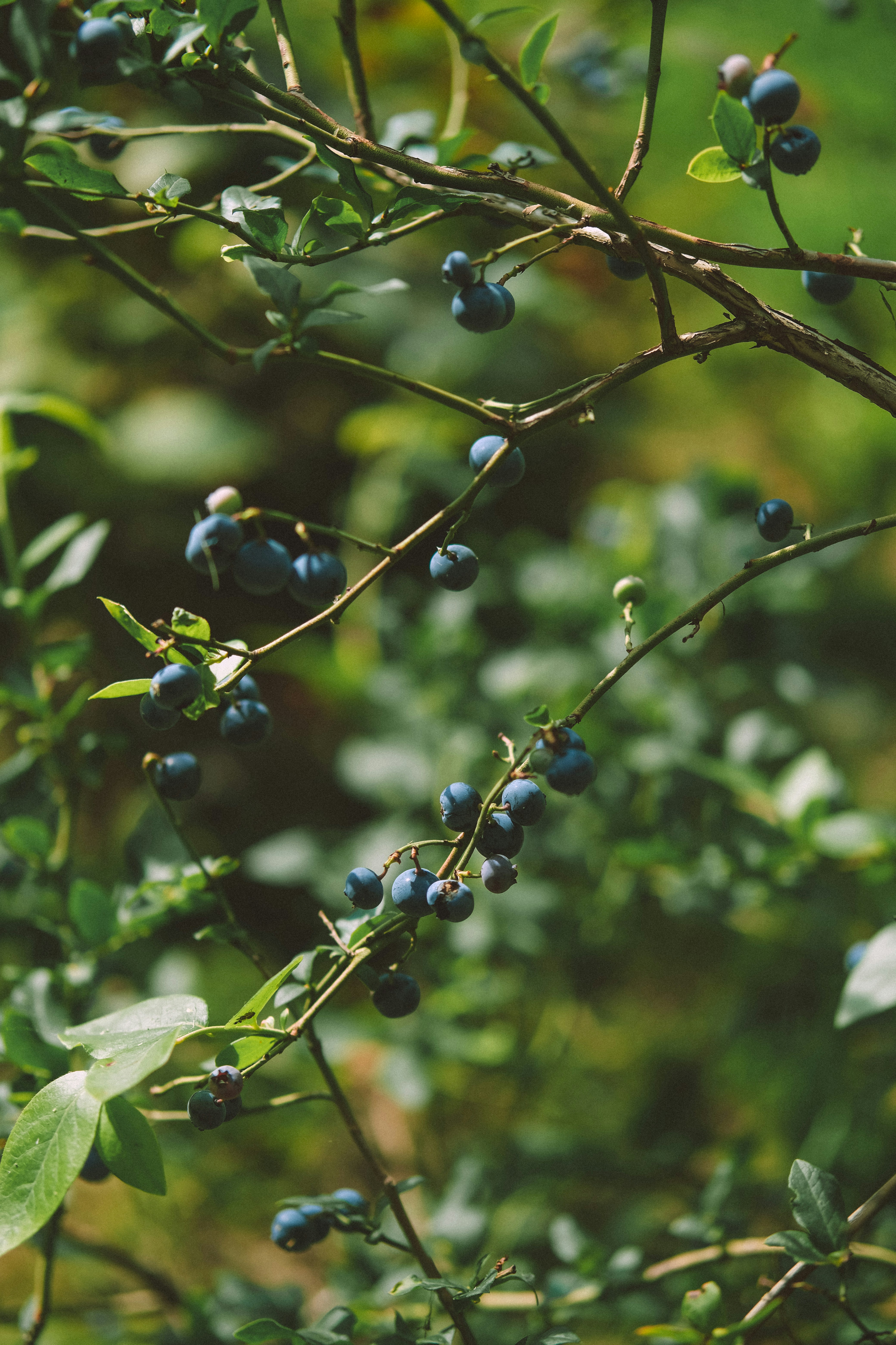 Photo by rolig_basseng