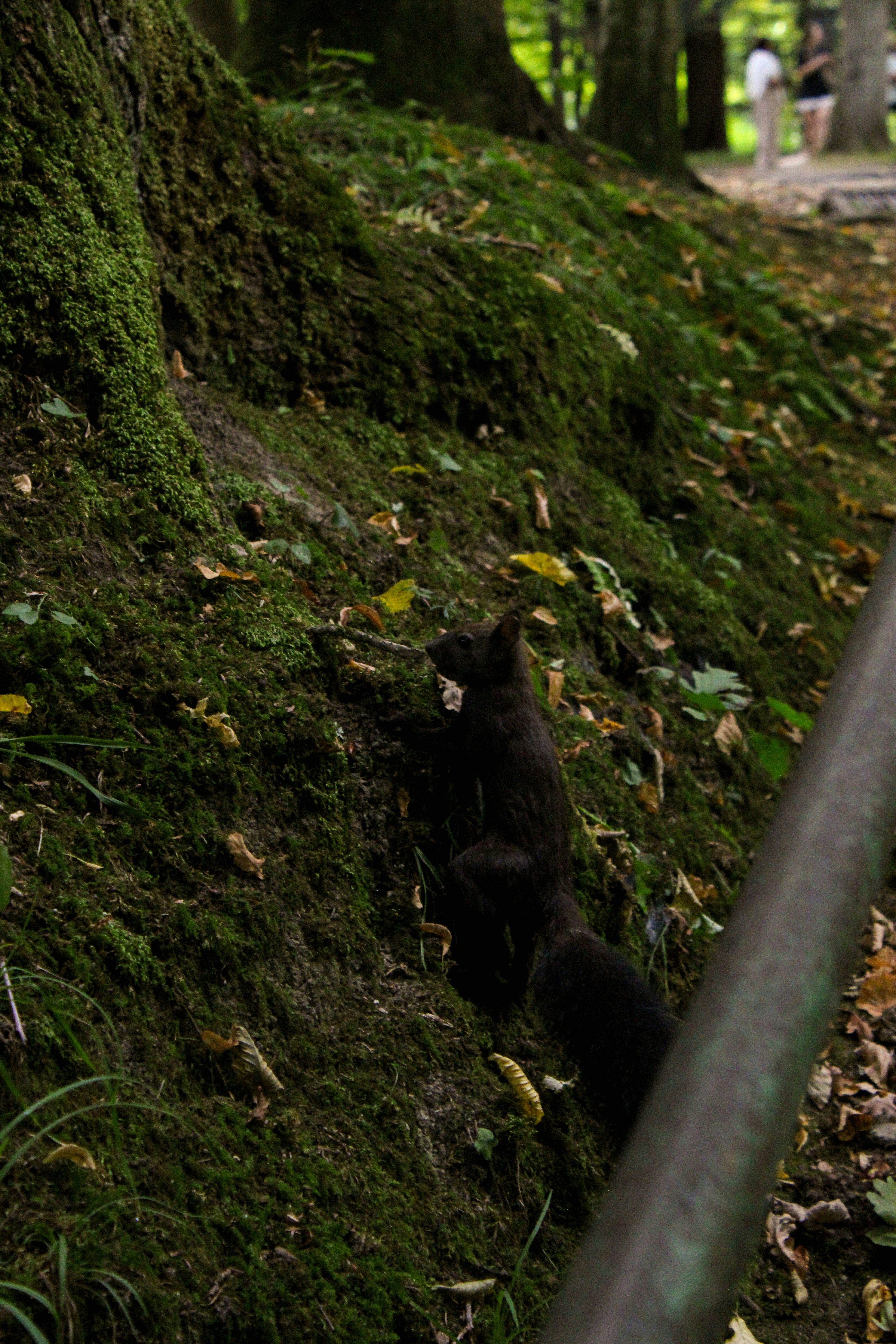 Uno scoiattolo scuro si arrampica su un tronco d'albero ricoperto di muschio.