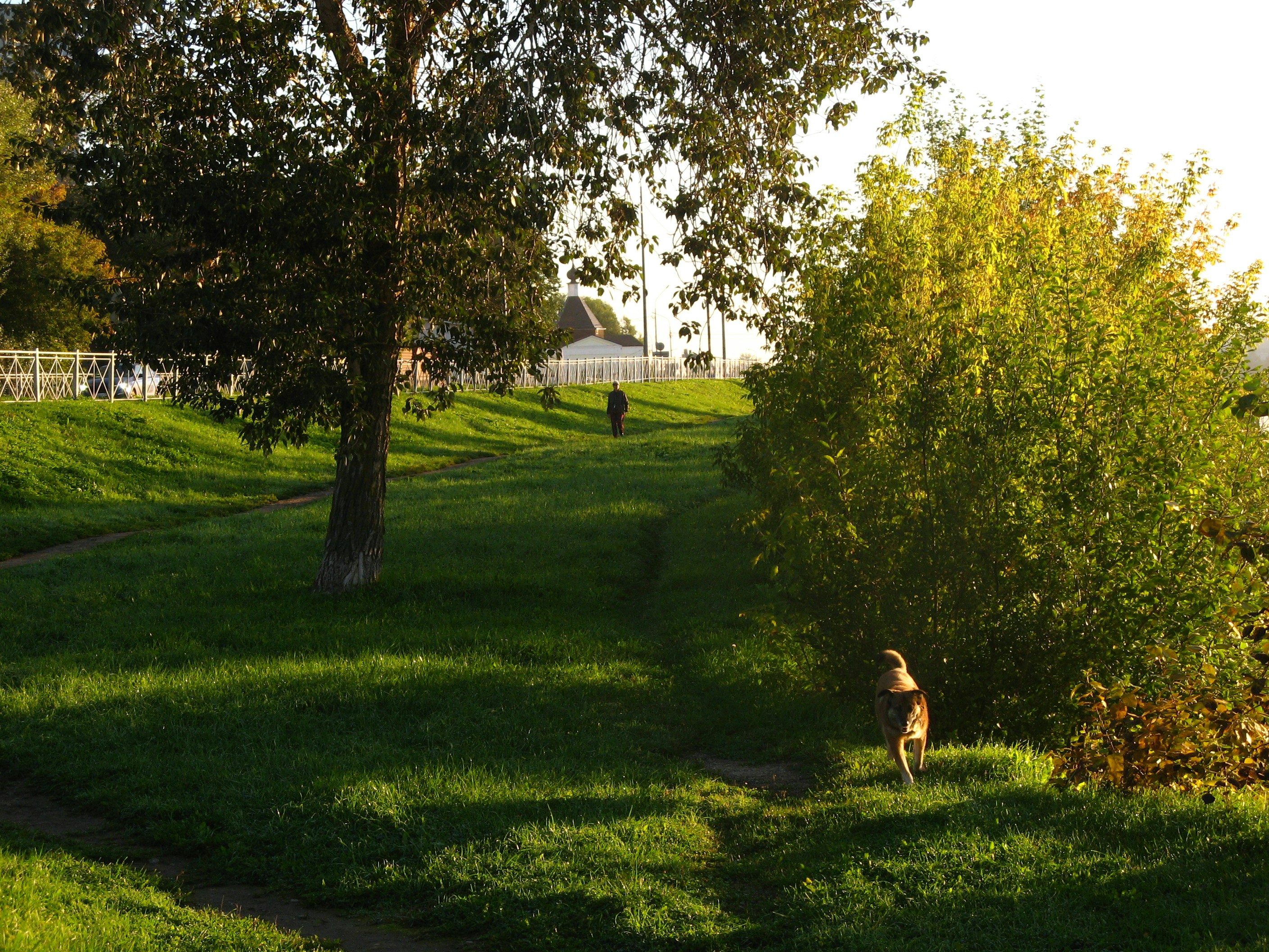 Seniorikoira kävelee nurmikolla ilta-auringossa – lempeää liikuntaa nivelille