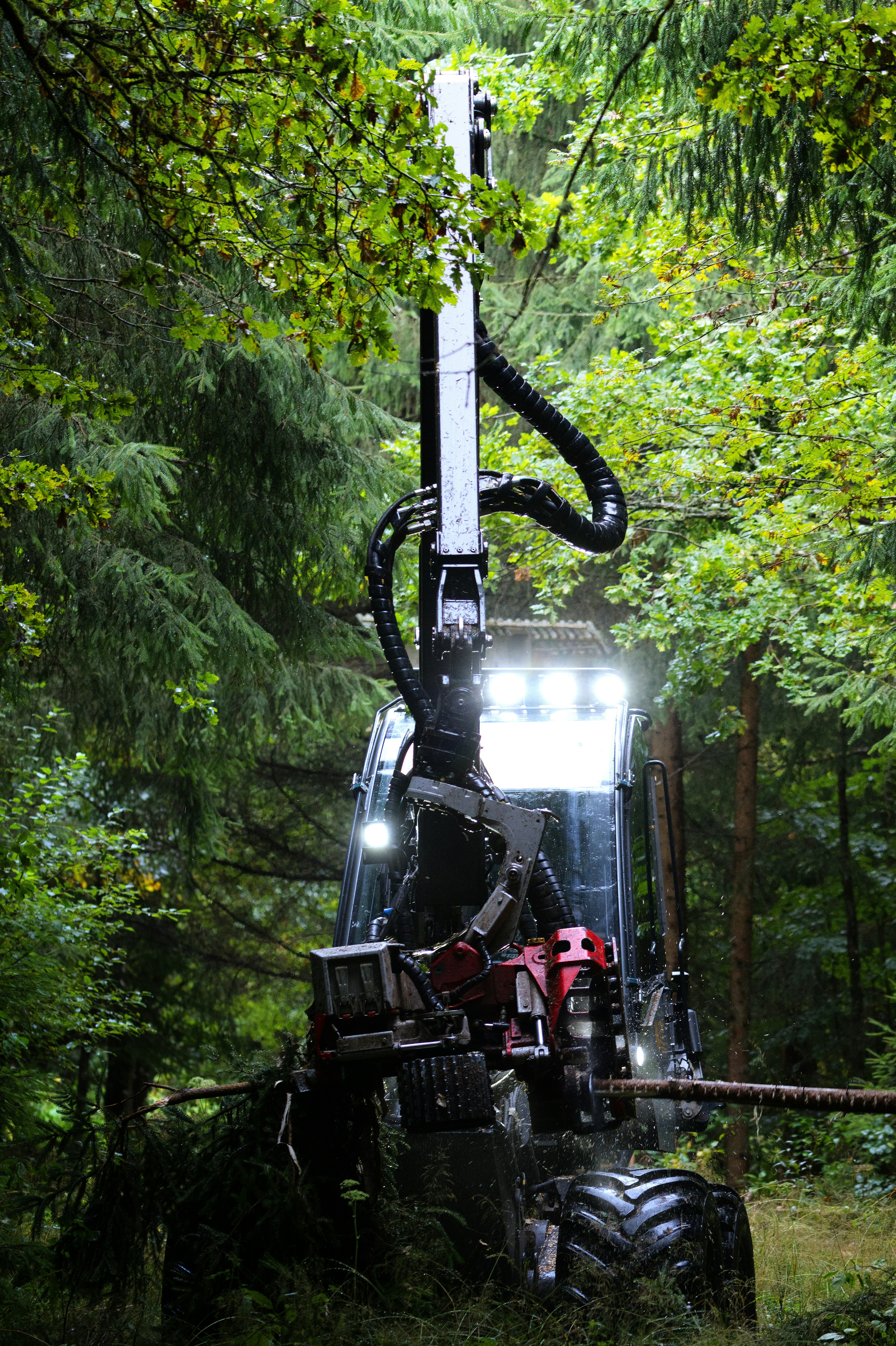 Forestry harvester machine working in a dense forest.
