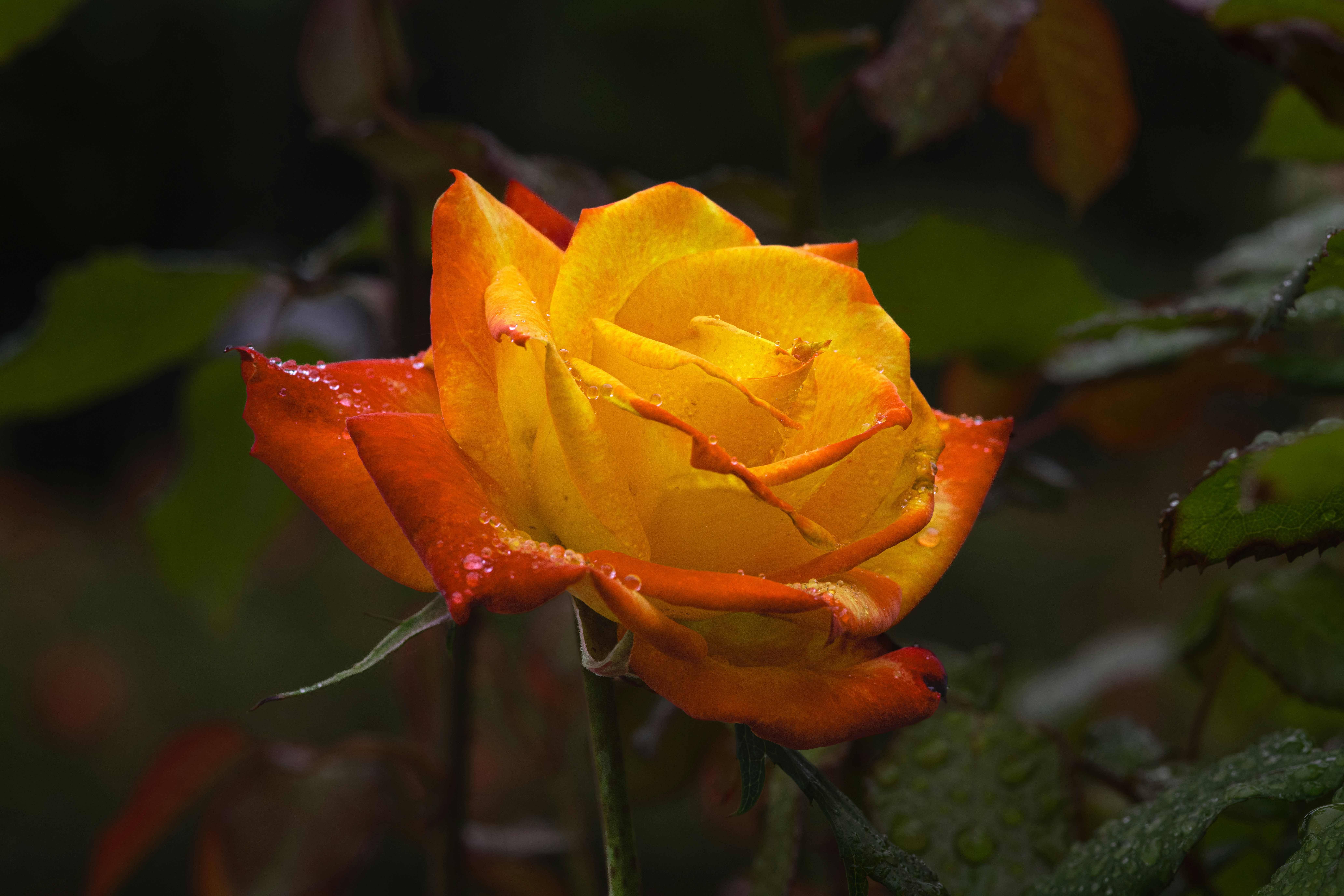 Photo by siegfriedpoepperl