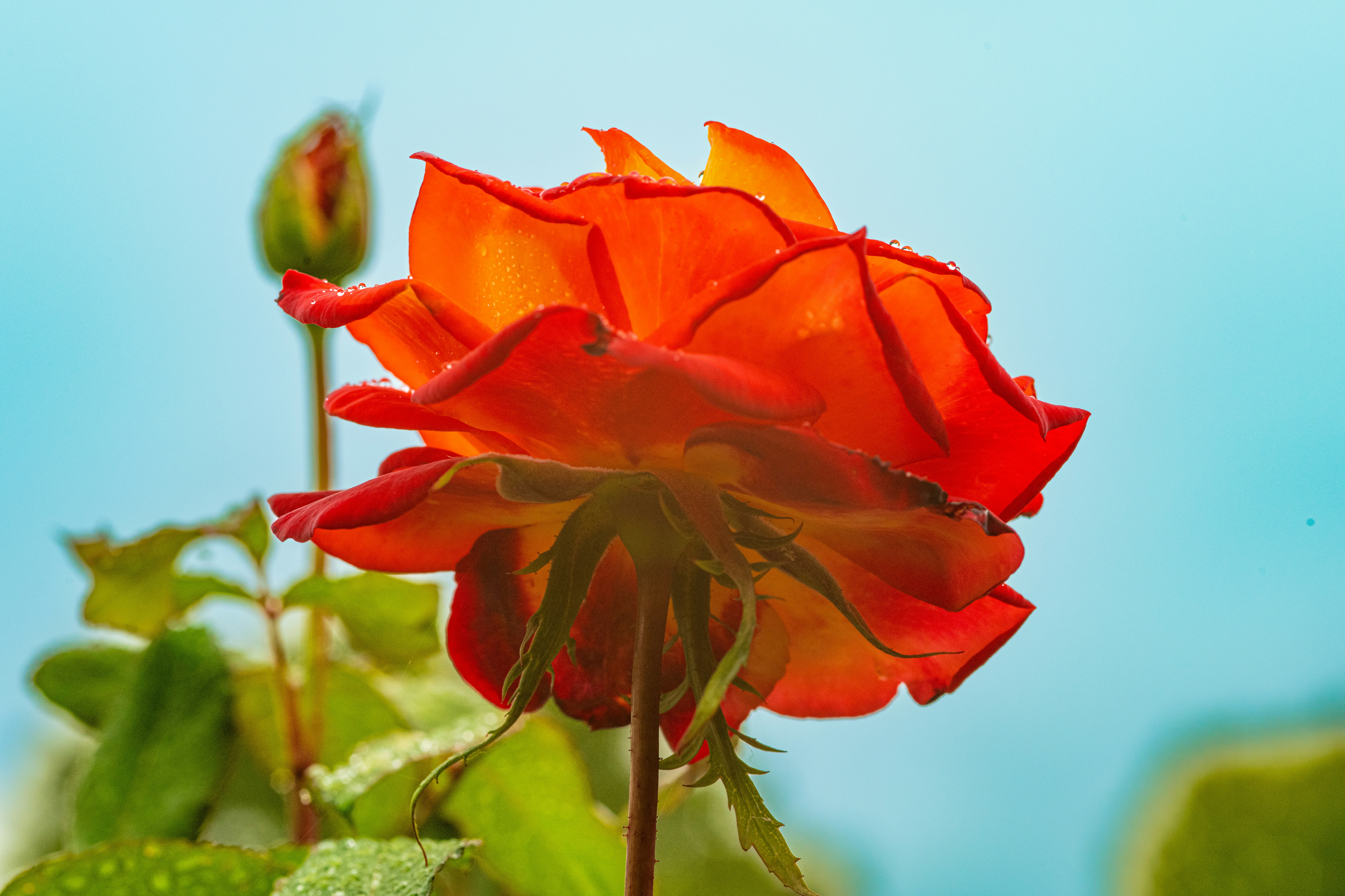 Photo by siegfriedpoepperl