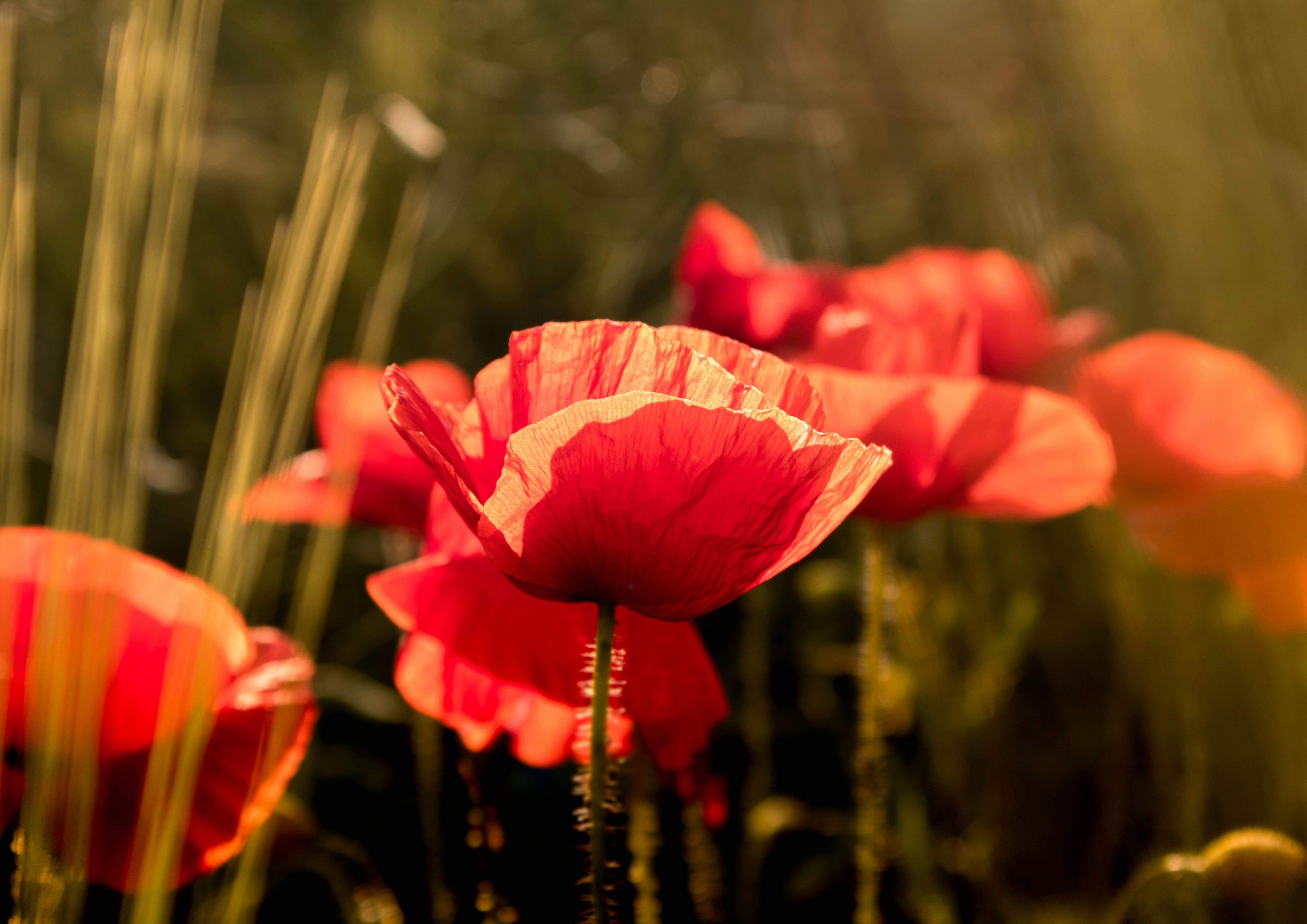 Photo by zuzkafotografuje