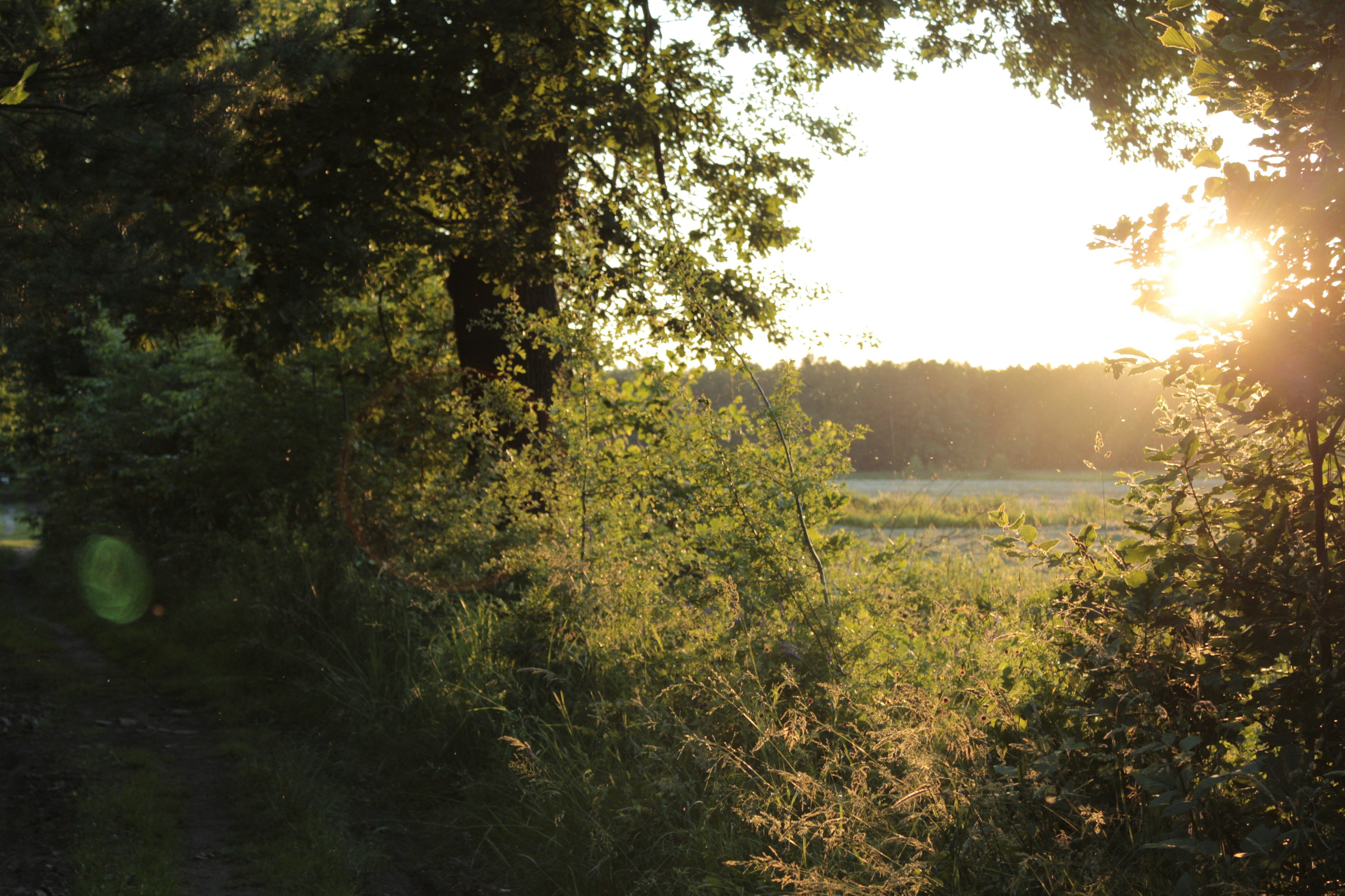 Sunlight filters through trees onto a field.