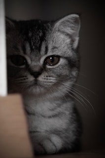 A curious tabby kitten peeking from behind a box.