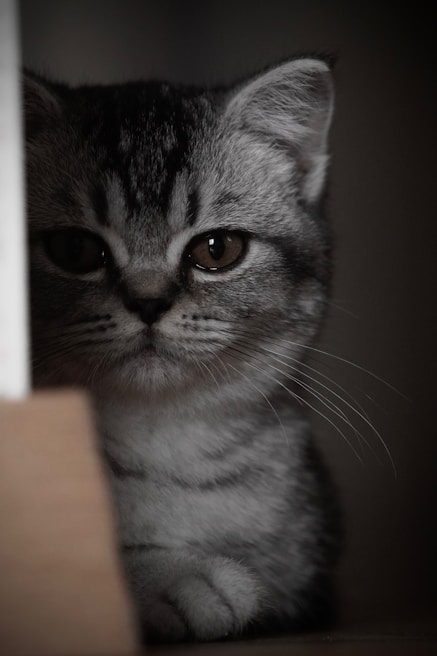 A curious tabby kitten peeking from behind a box.