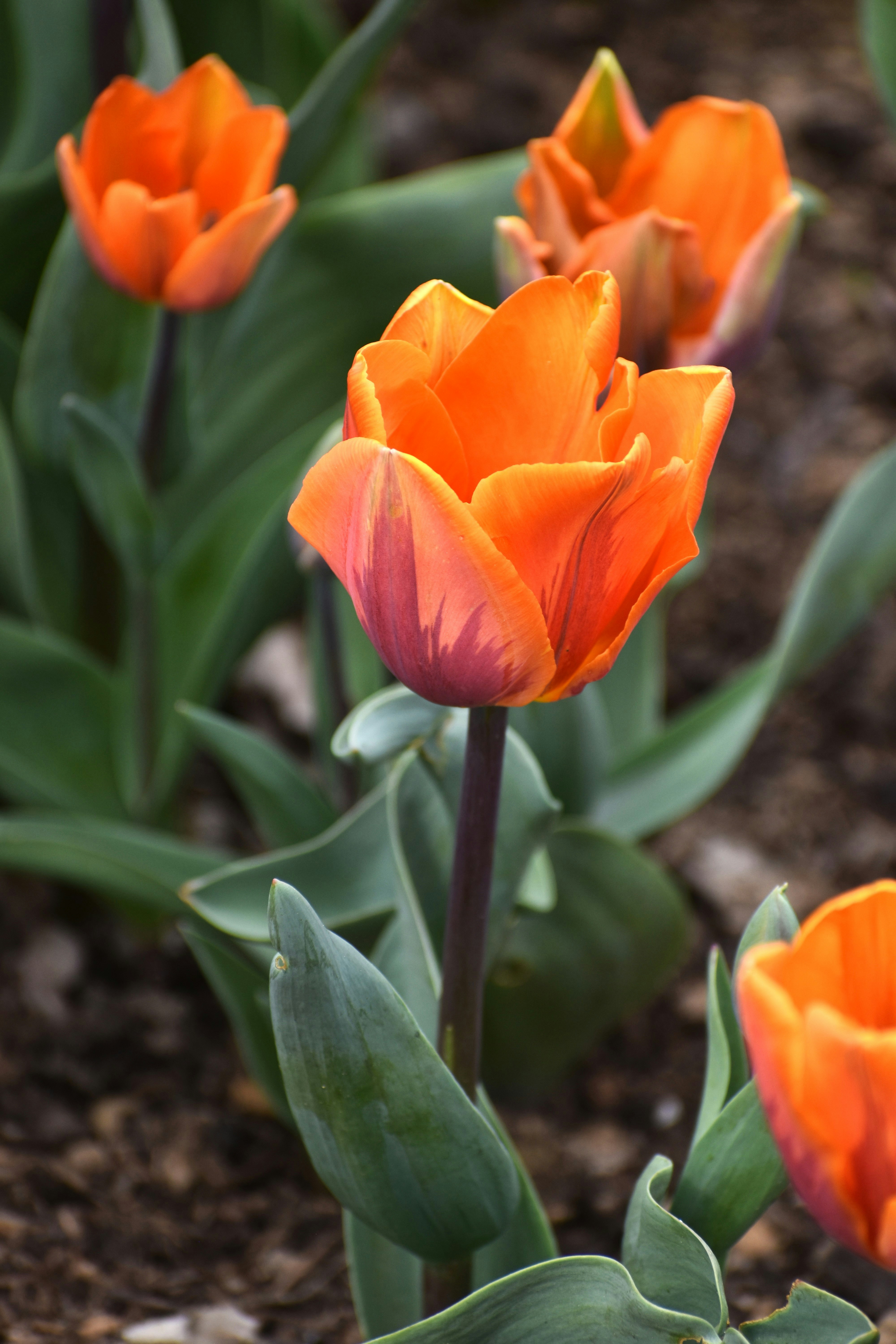 Photo by danielelarosa