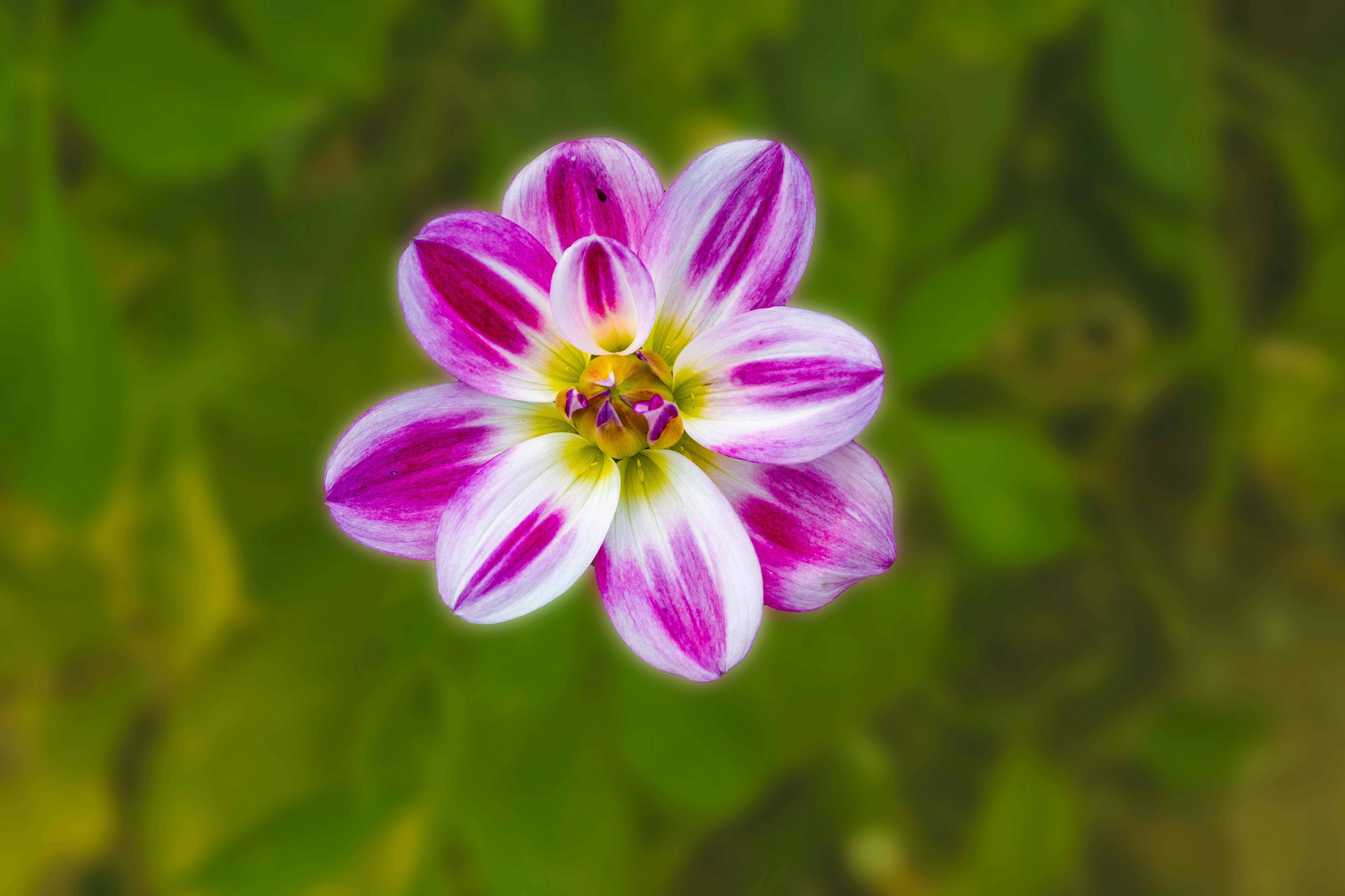 Photo by siegfriedpoepperl