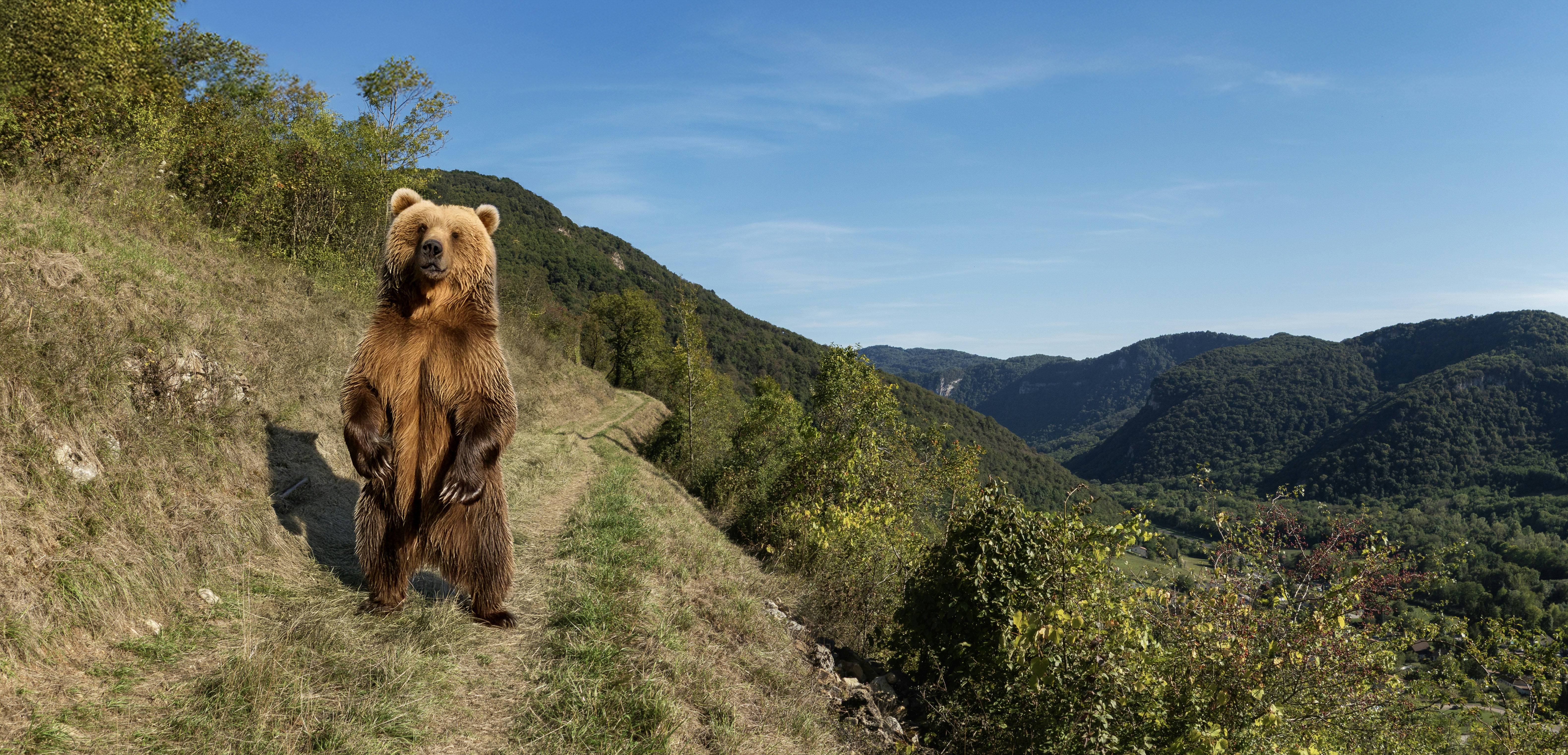 Bear in Bugey