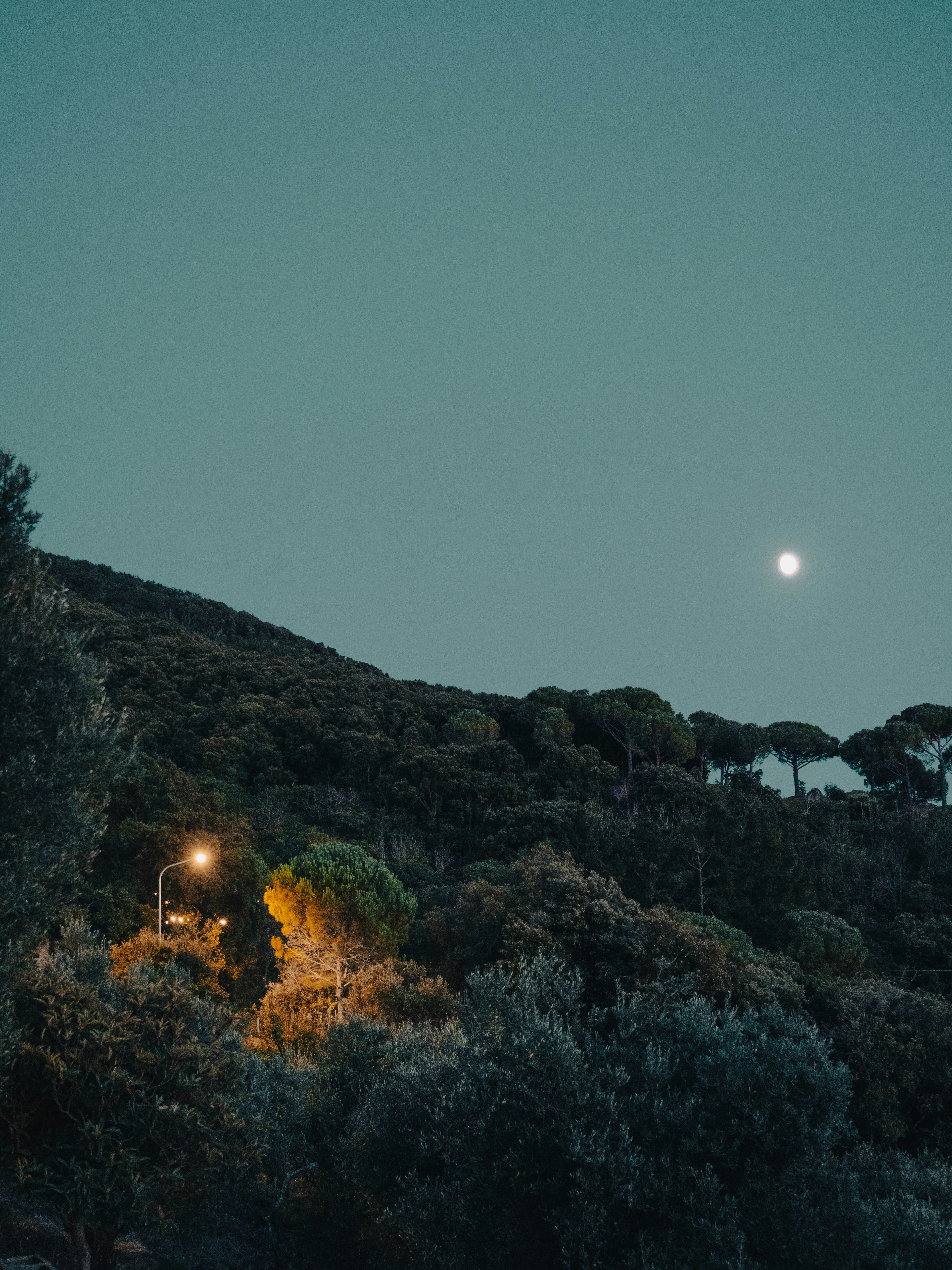 Moonlit hill with a lone streetlamp illuminating trees