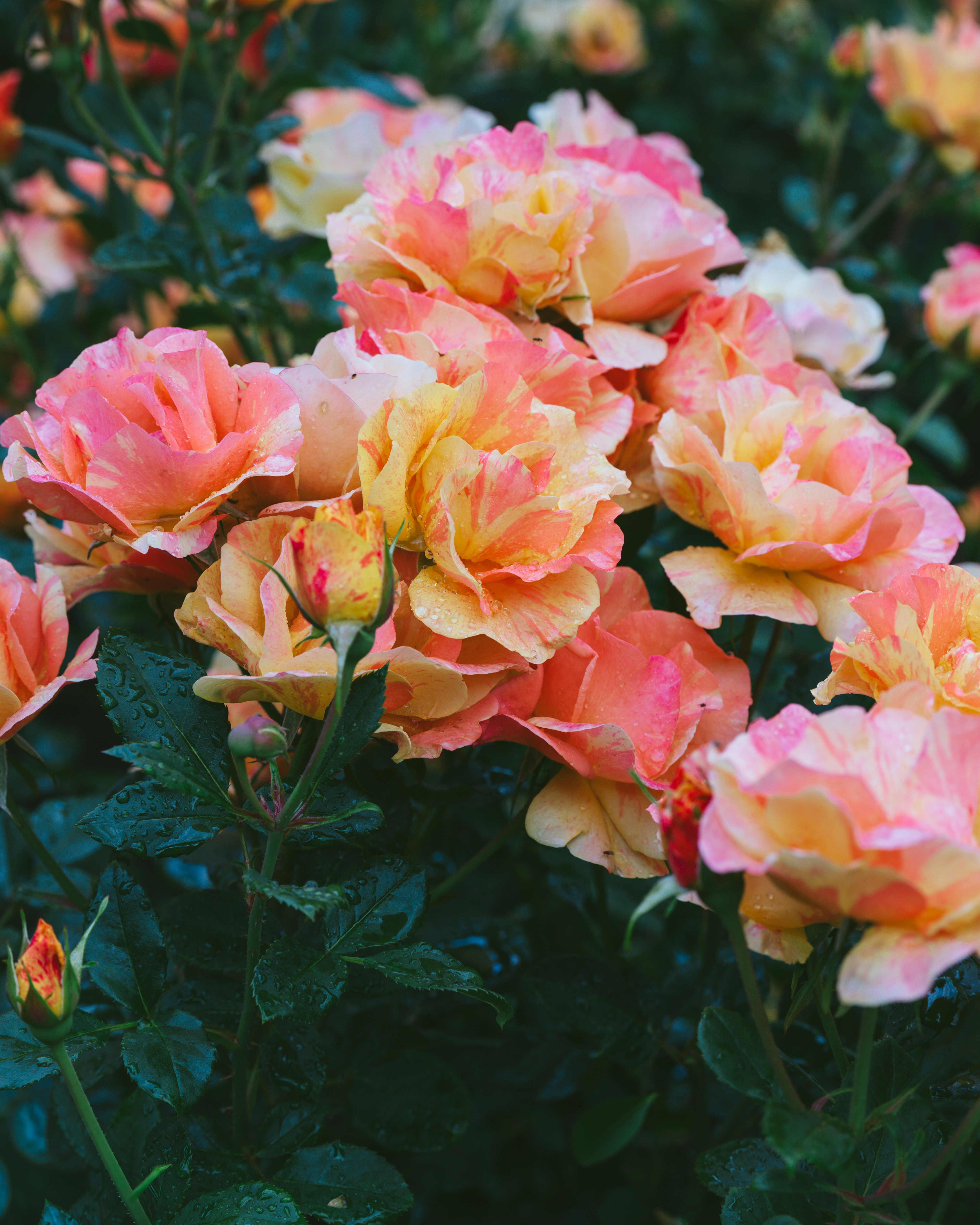 Photo by bangscreative